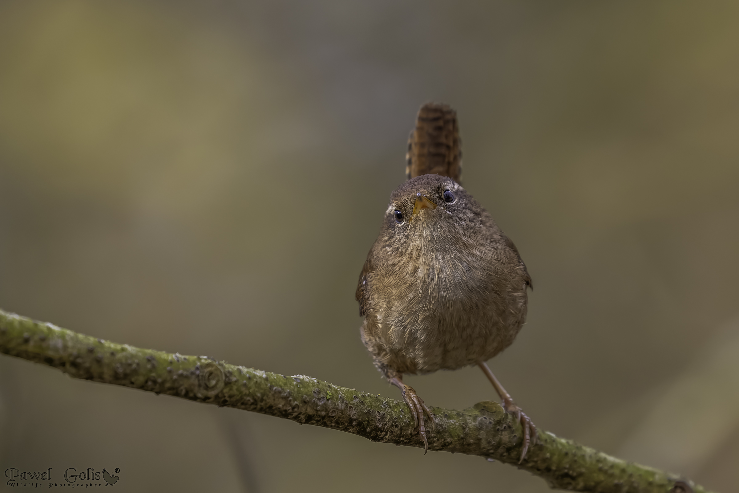Scricciolo eurasiatico ( Troglodytes troglodytes)