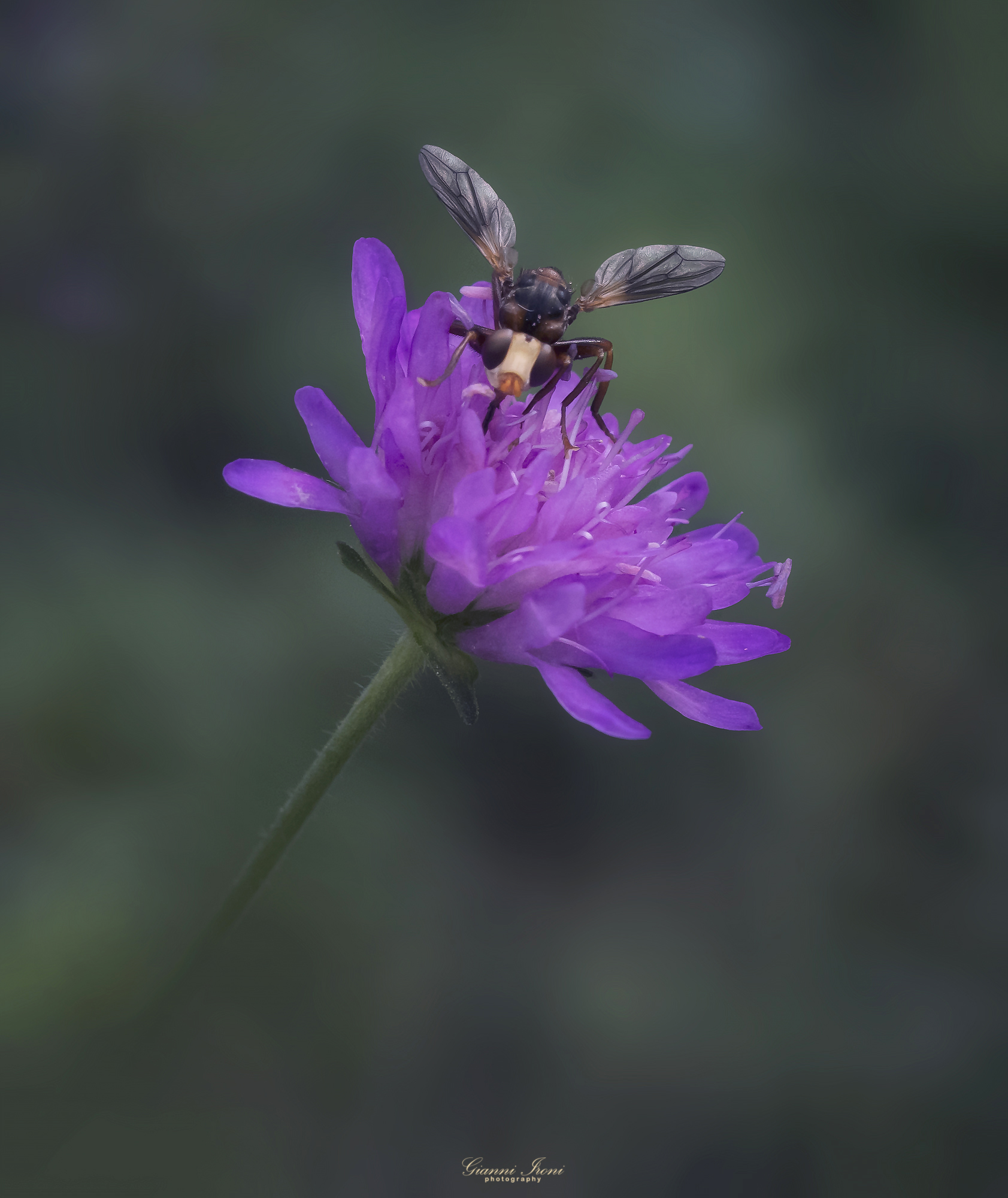 Sicus ferrugineus