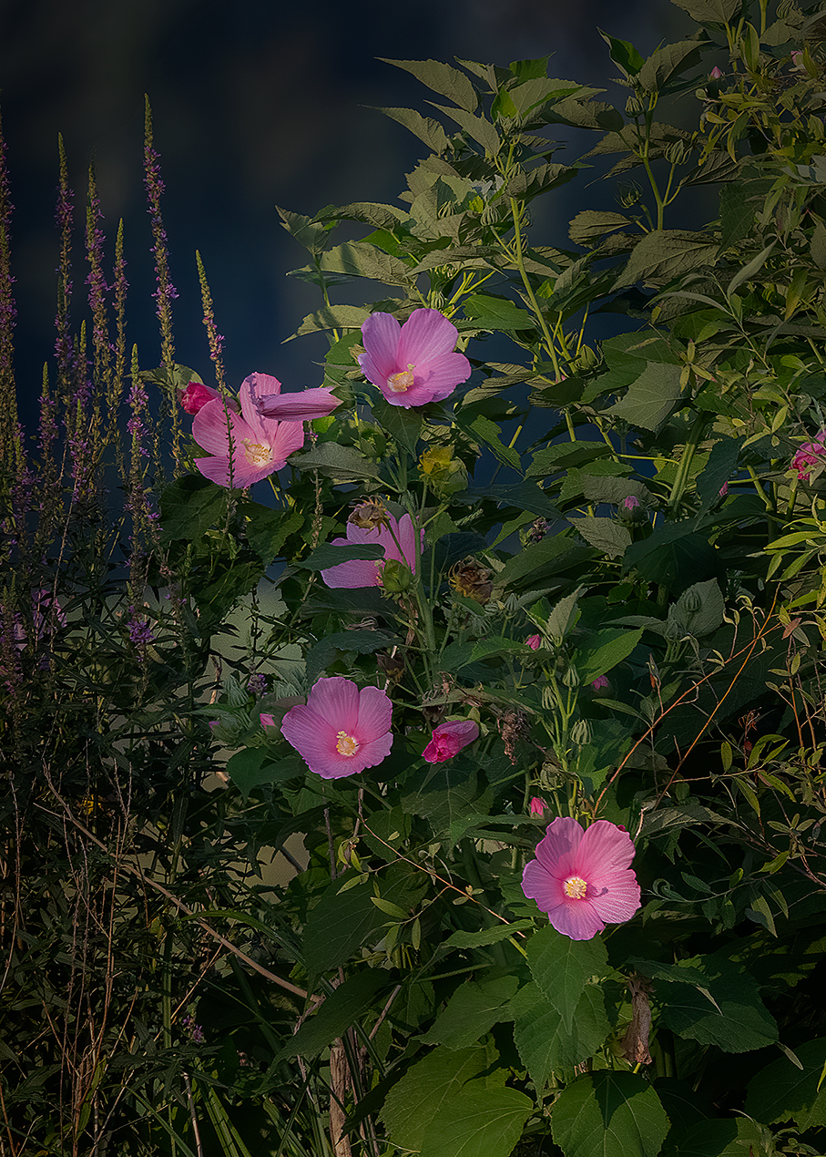 Clematis sulla riva del Lago Superiore