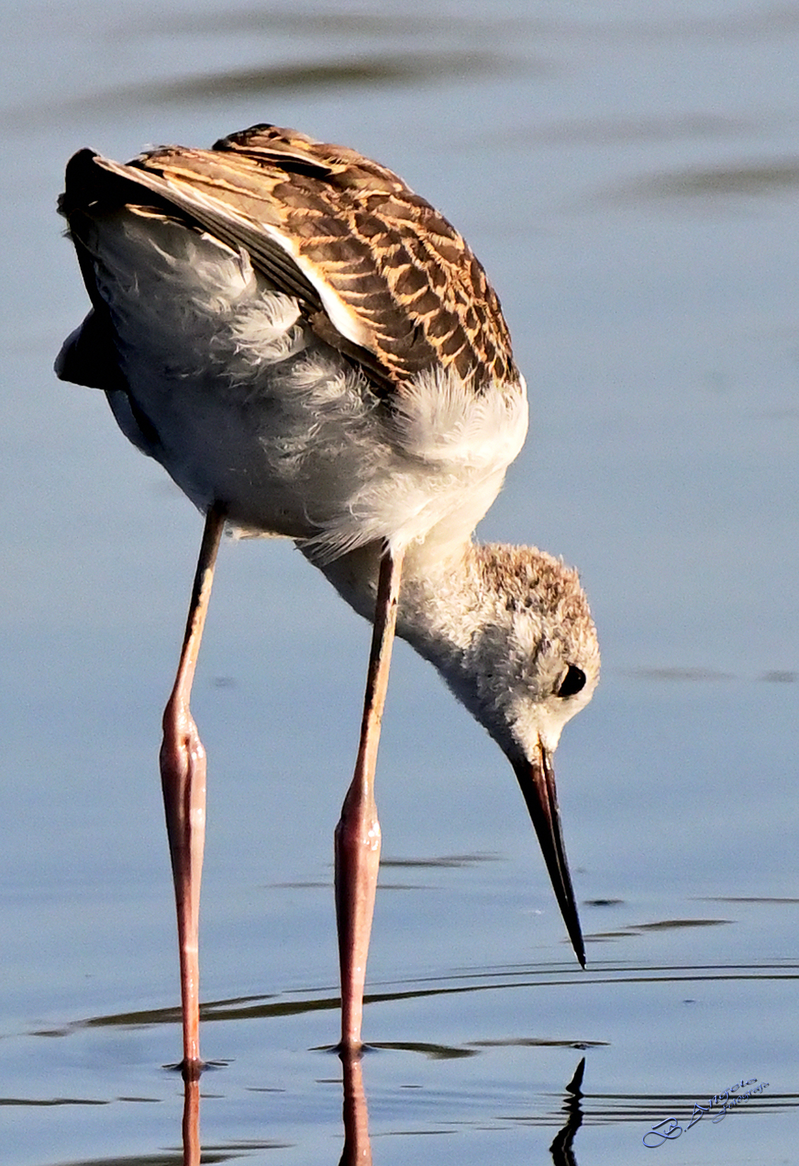 giovane Cavaliere d'Italia