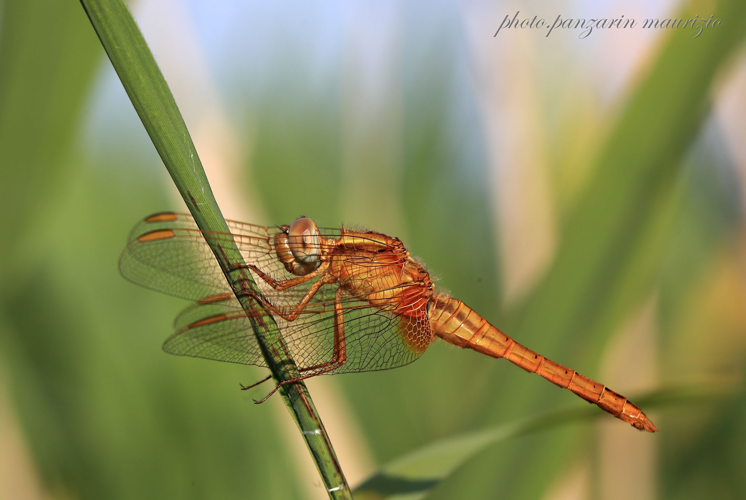 dragonfly