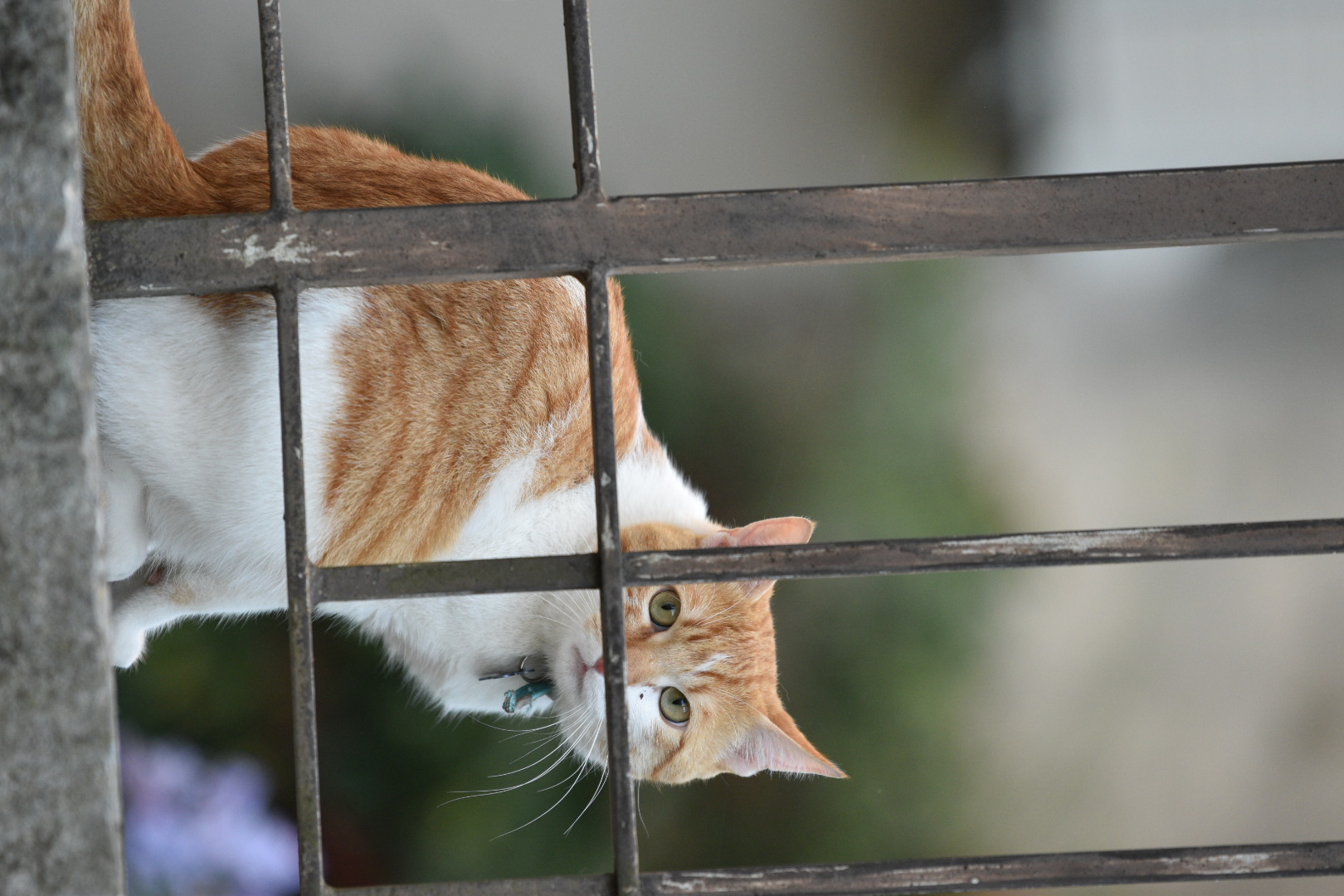 Cat behind the grate