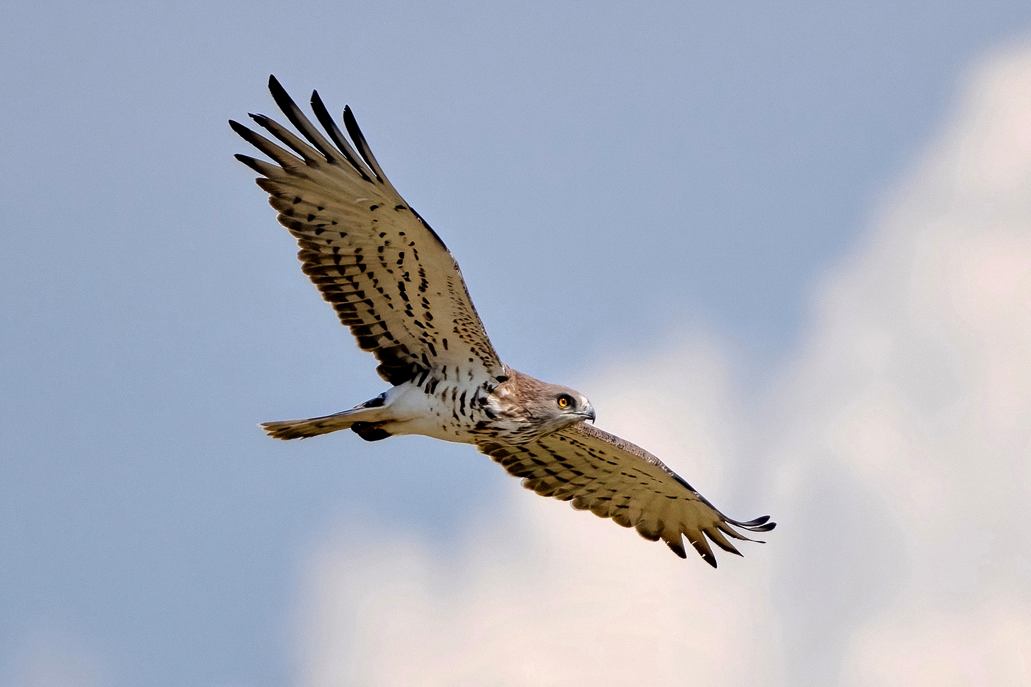 Biancone o Aquila dei serpenti (Circaetus gallicus)