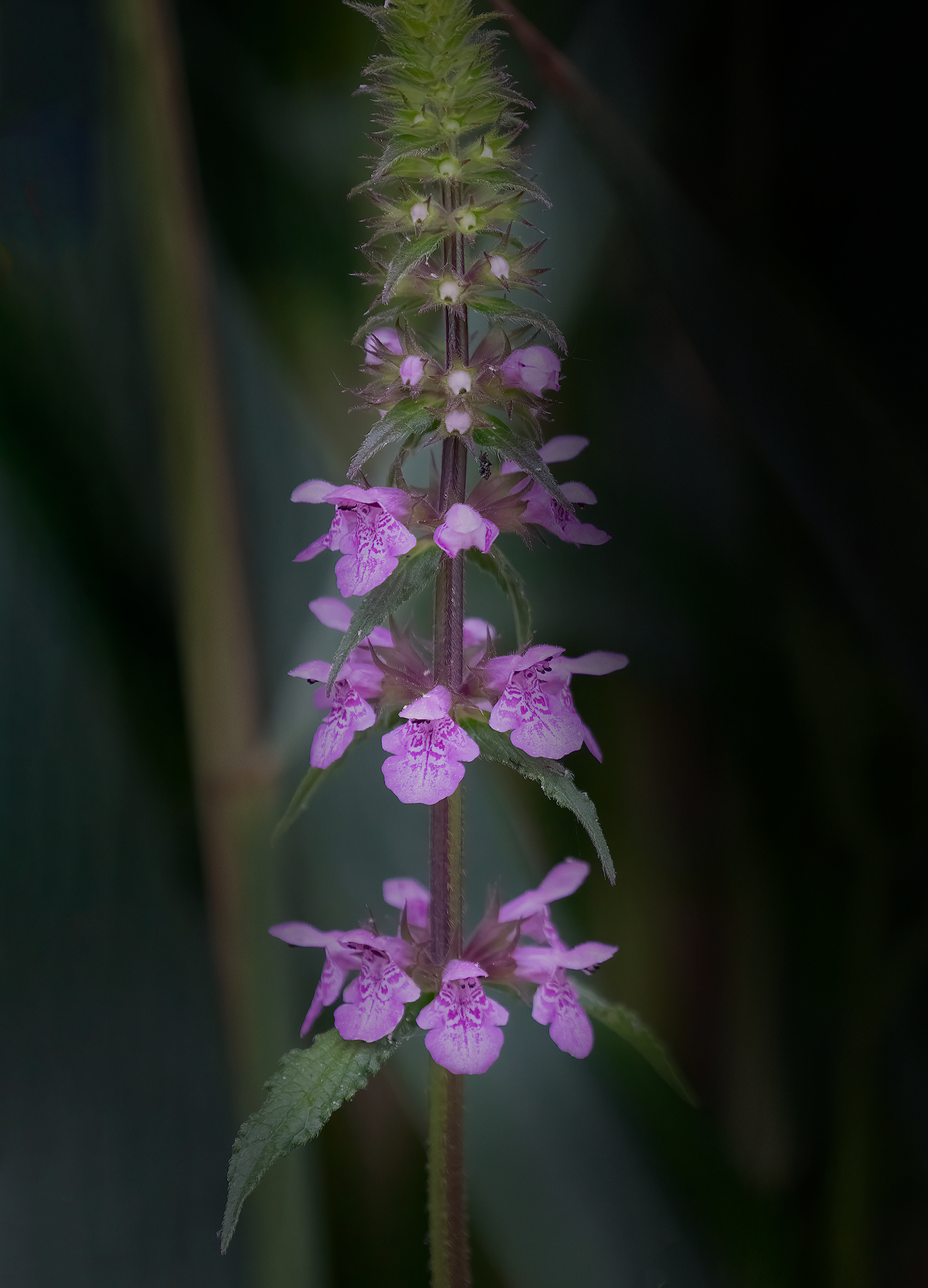 Stregona palustre o Betonica palustre