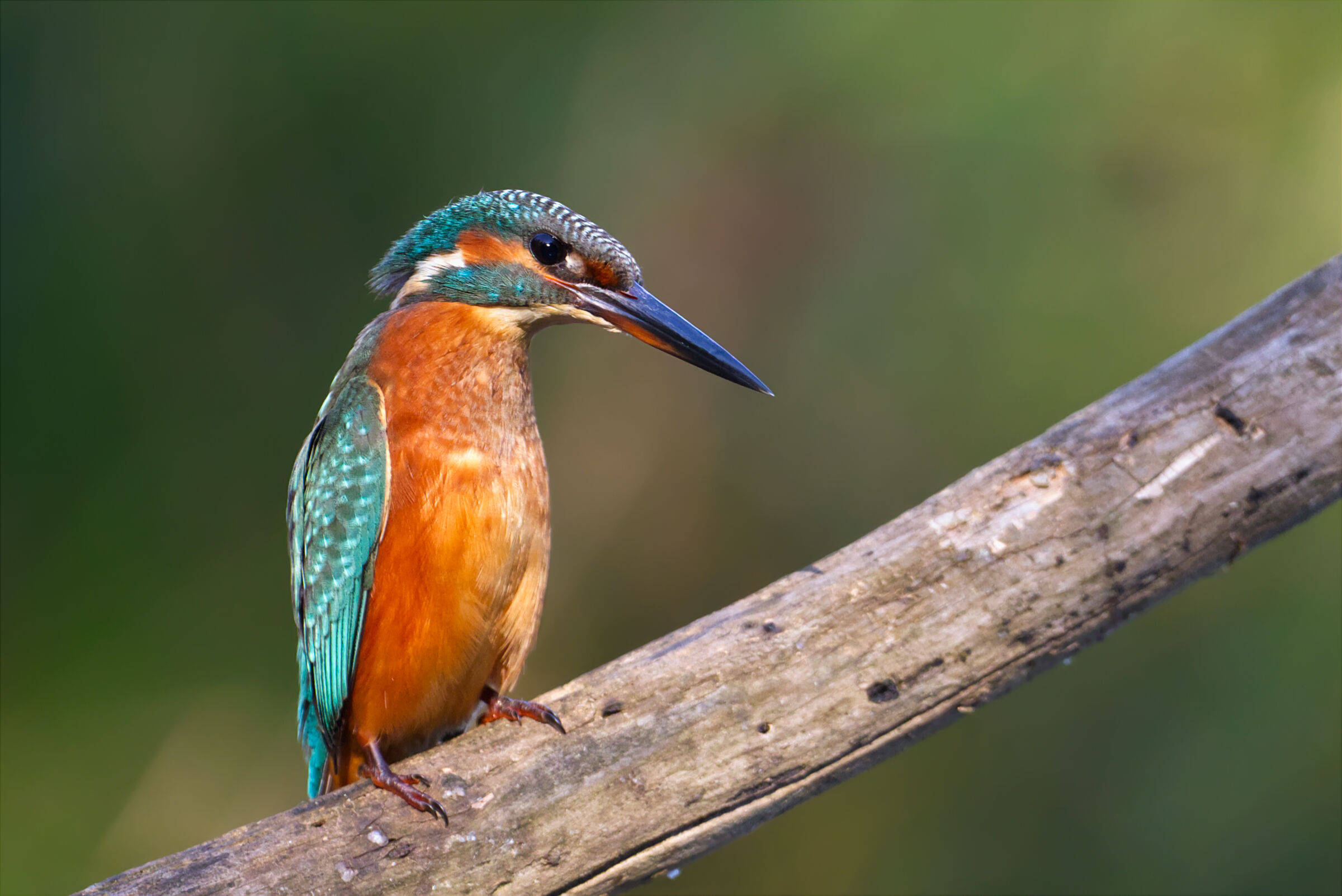 Kingfisher