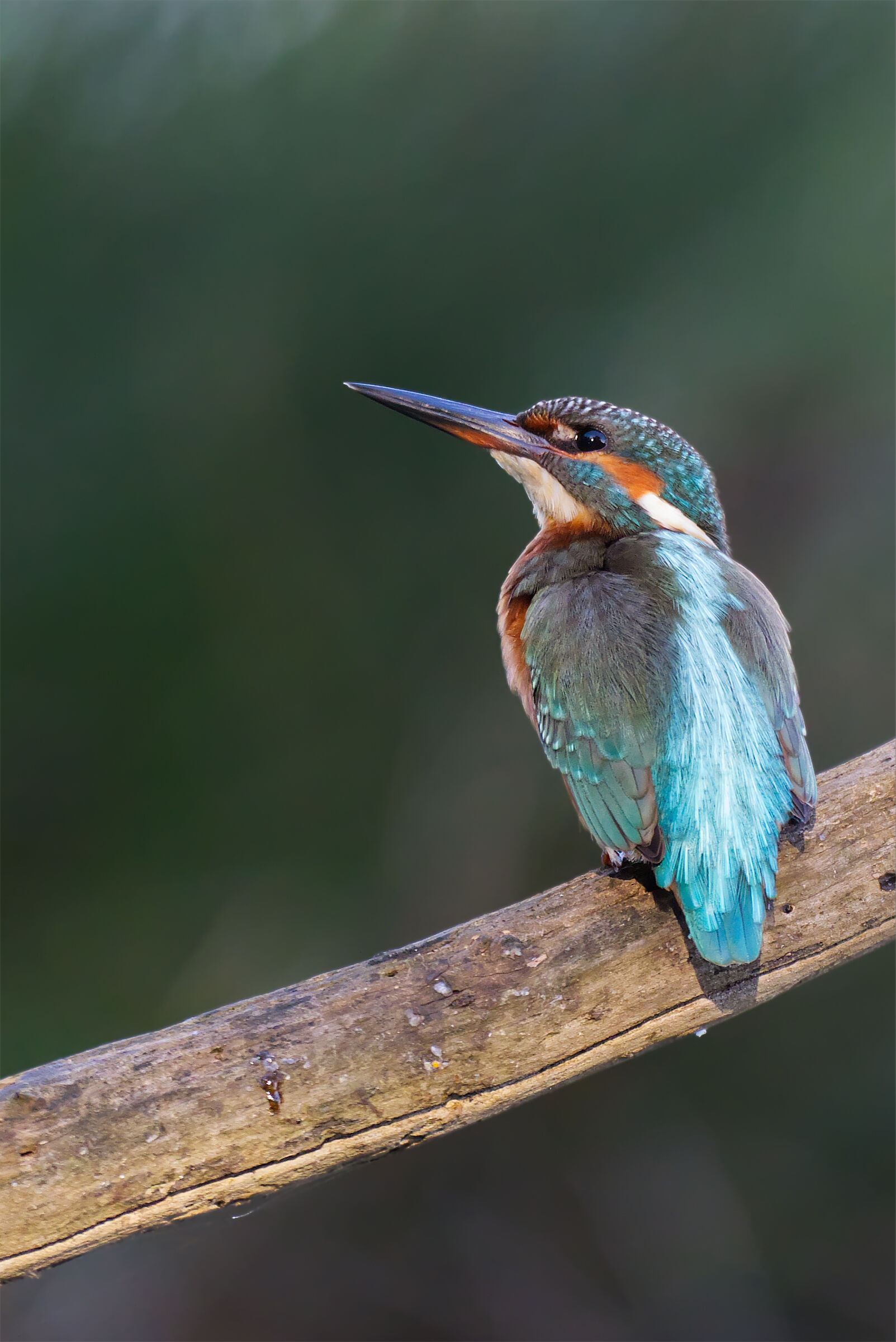 Kingfisher