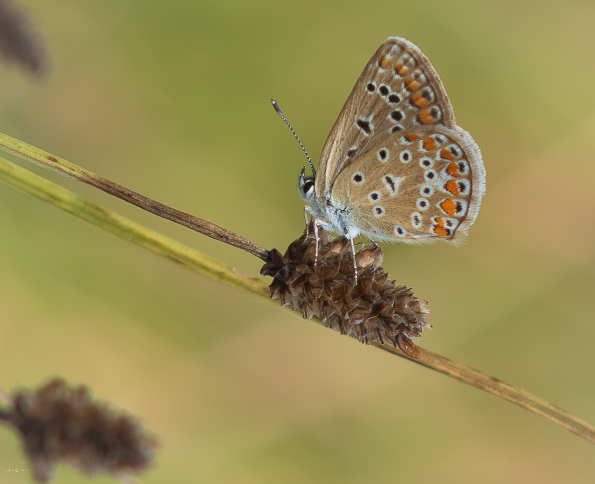 ... Give me my daily butterfly today...