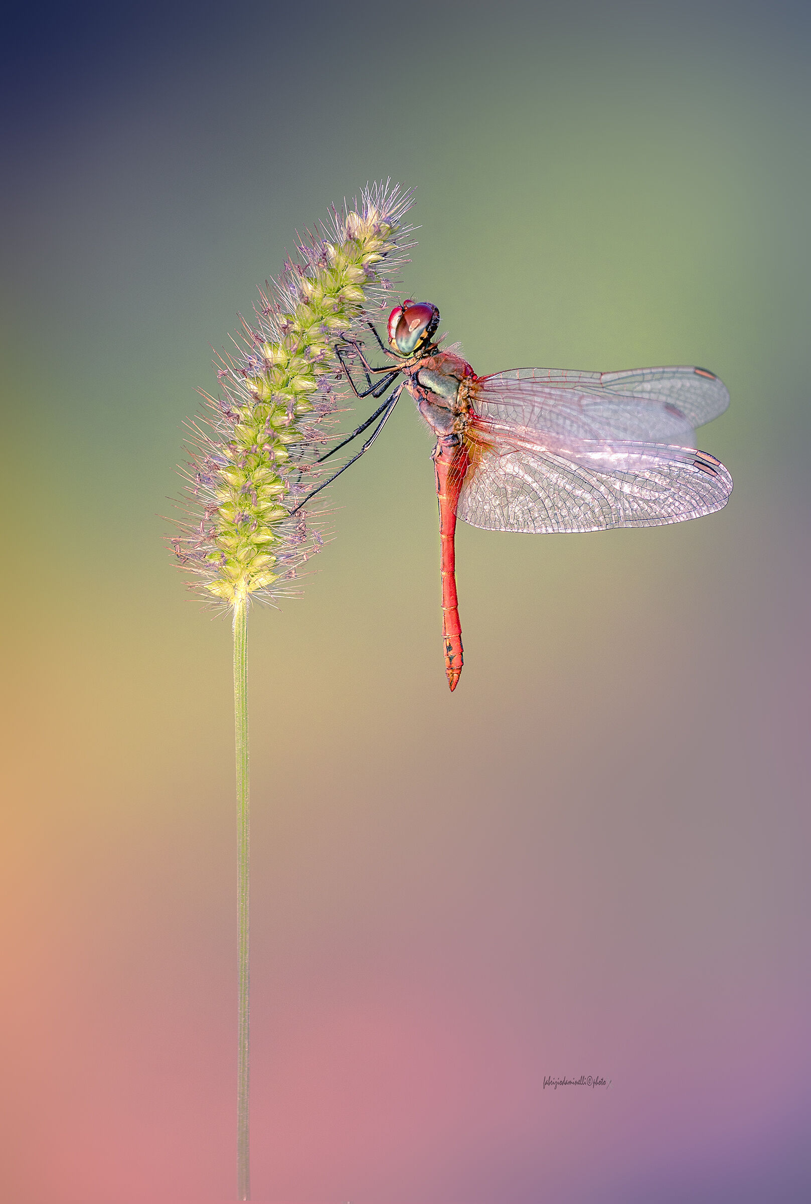 Sympetrum fonscolombii