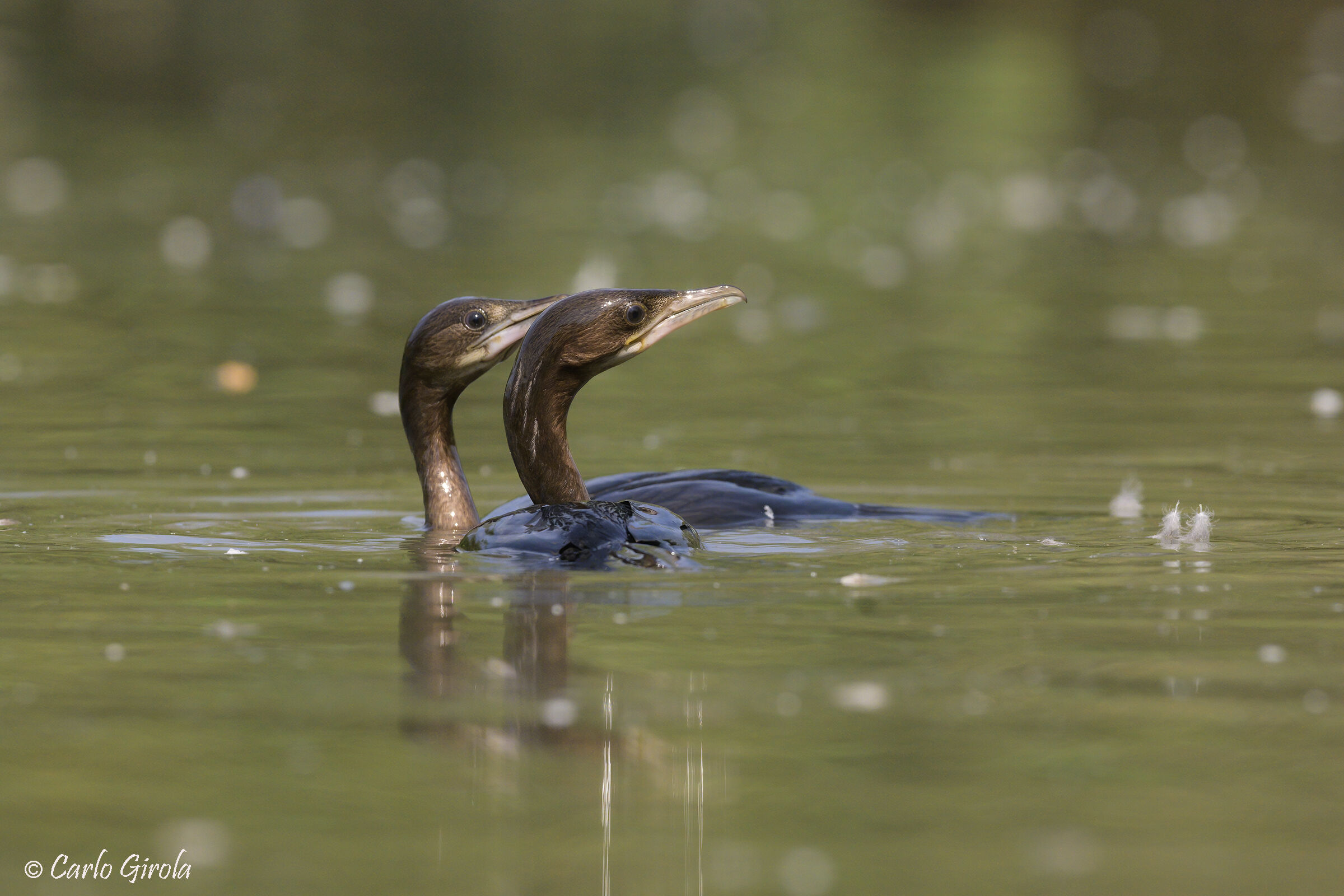 Marangone minore (Phalacrocorax pygmeus)