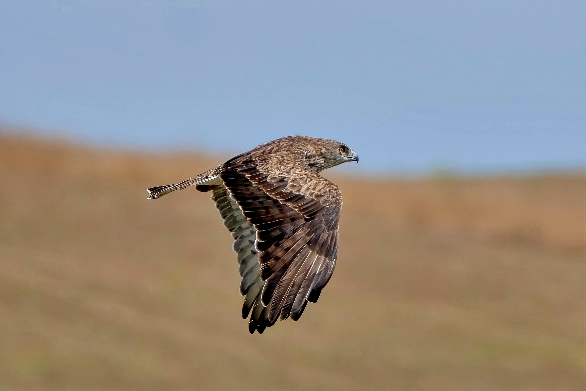 Short-toed Eagle (Circaetus gallicus)