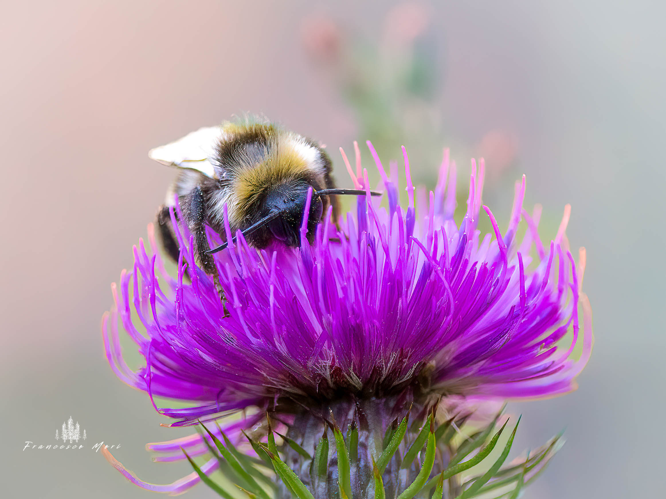 The bumblebee's rest