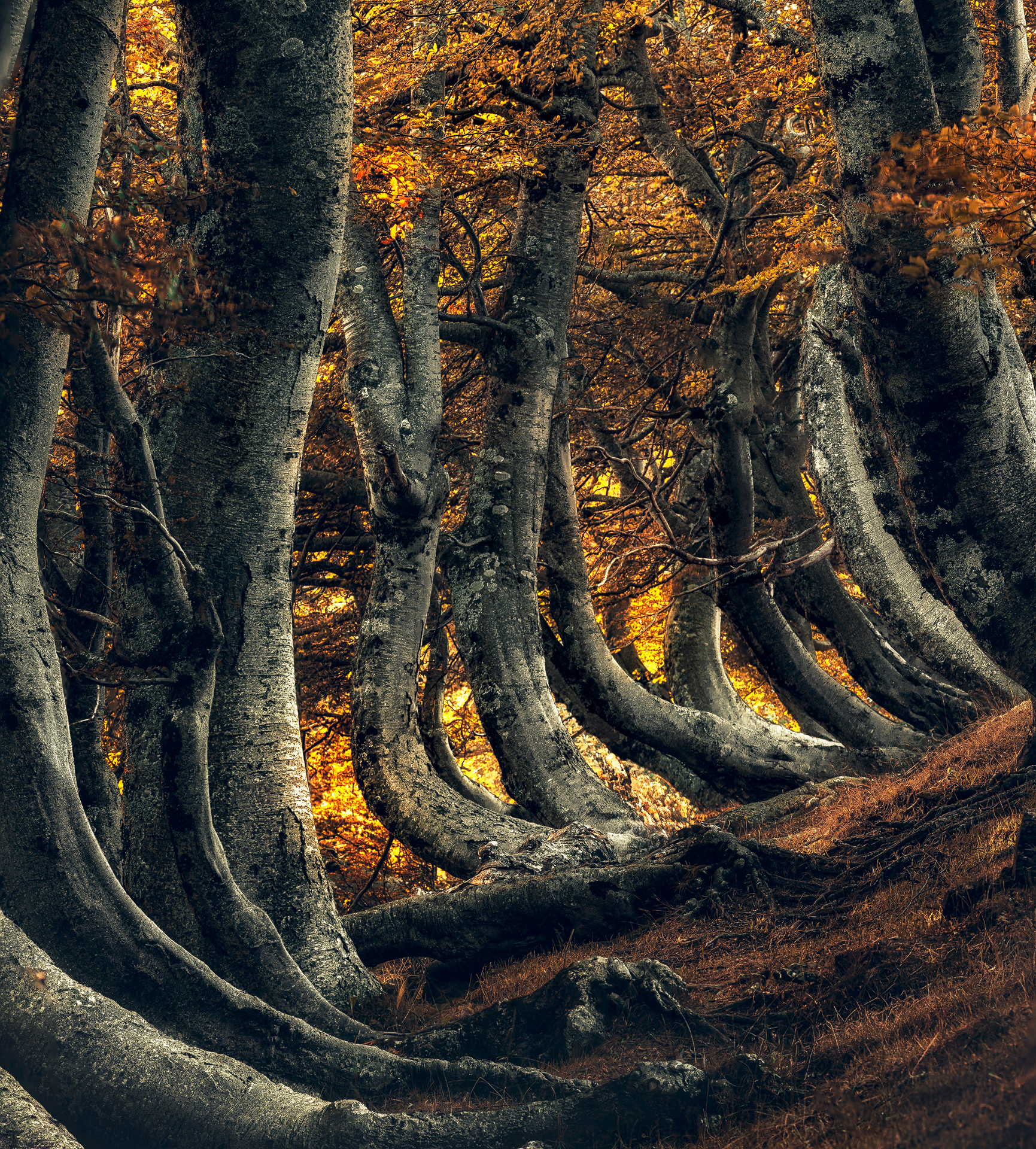 Autumn is coming