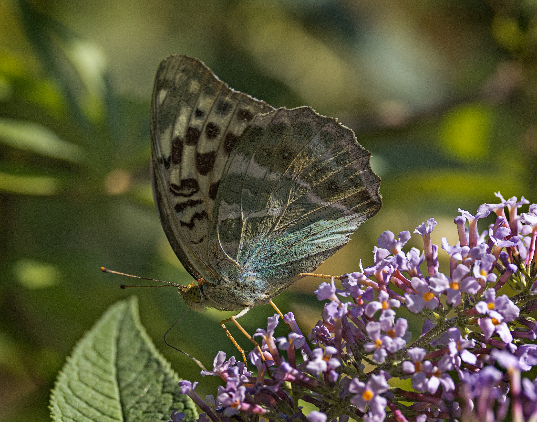 Argynnis-paphia