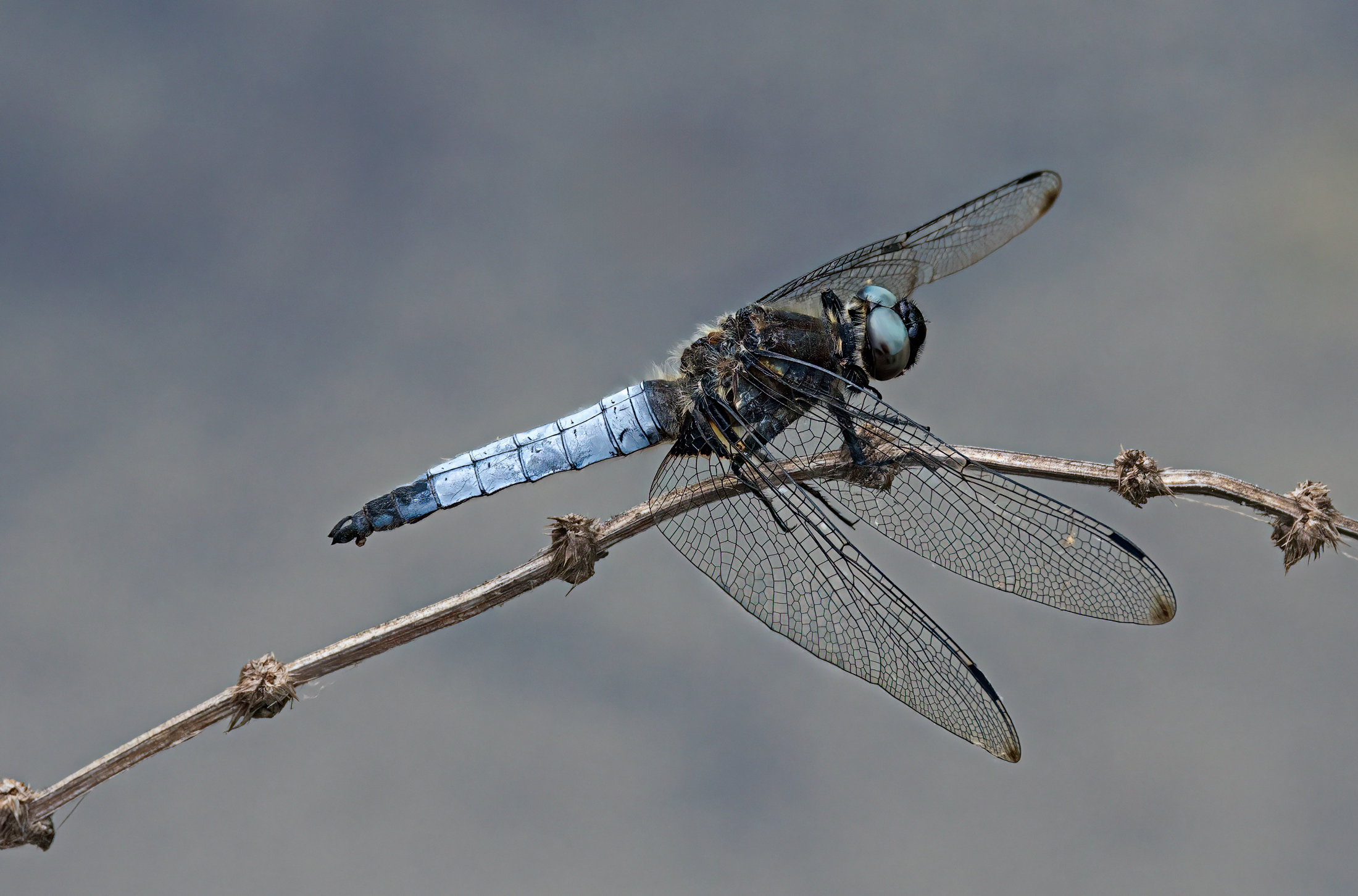 Libellula frontenera