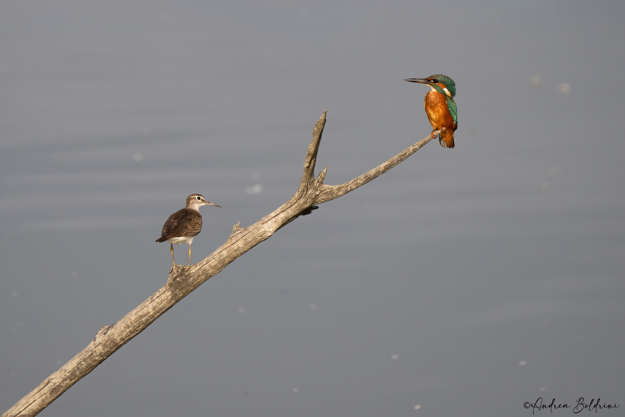 Pero'! che piumaggio..