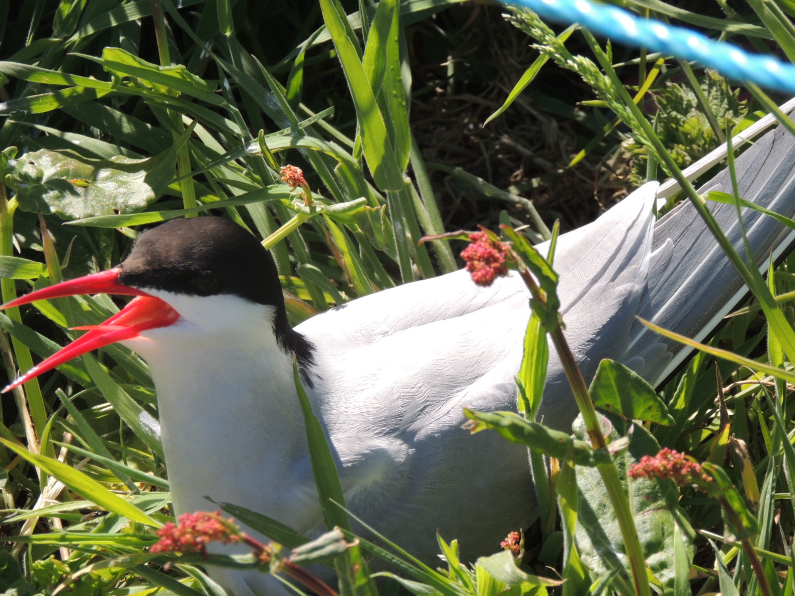 Arctic tern to the nest