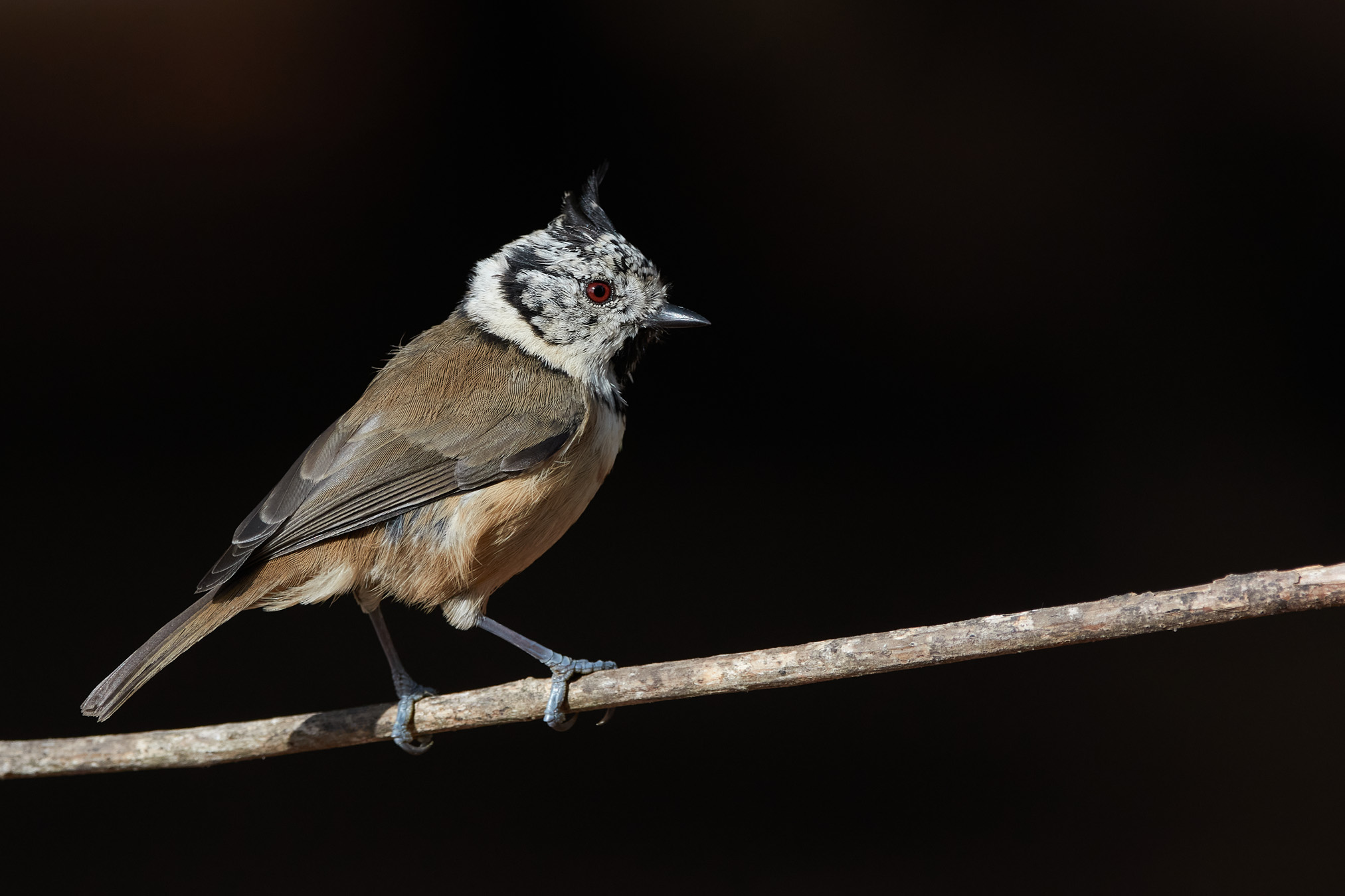 Cincia crestata