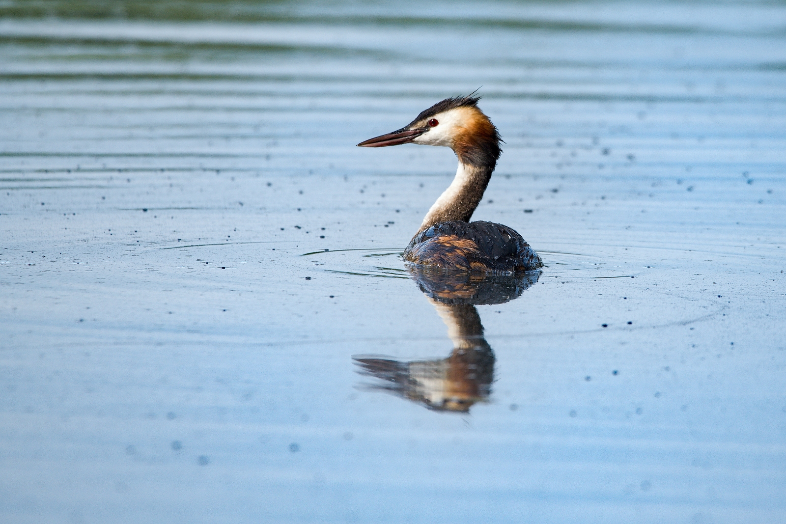 Podiceps cristatus
