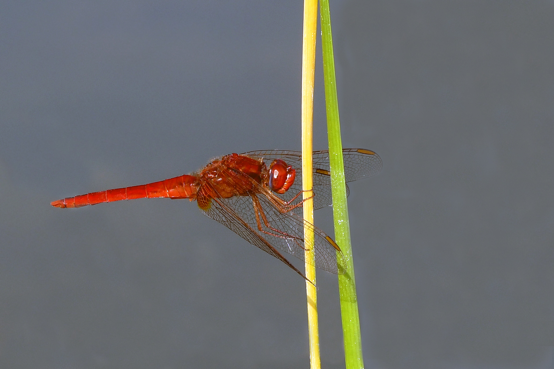 Arrowred arrow (Crocothemis erythtraea) male