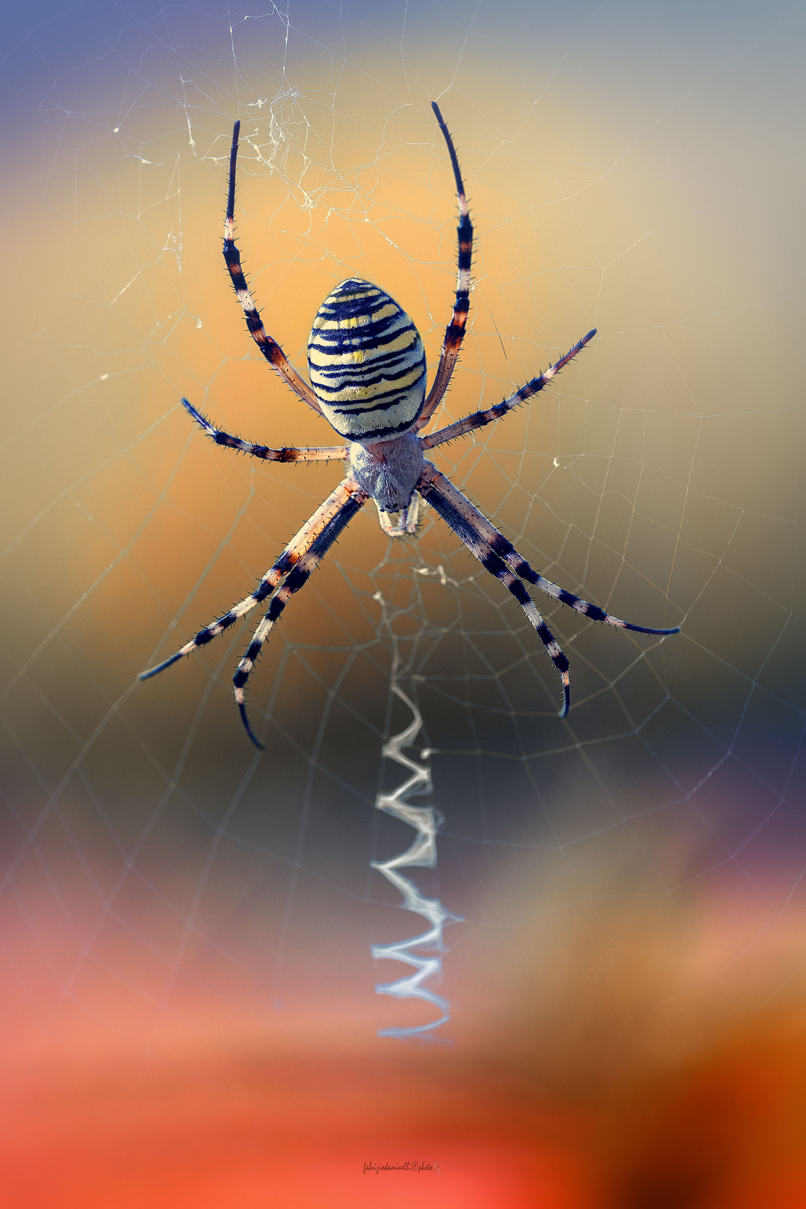 Argiope bruennichi
