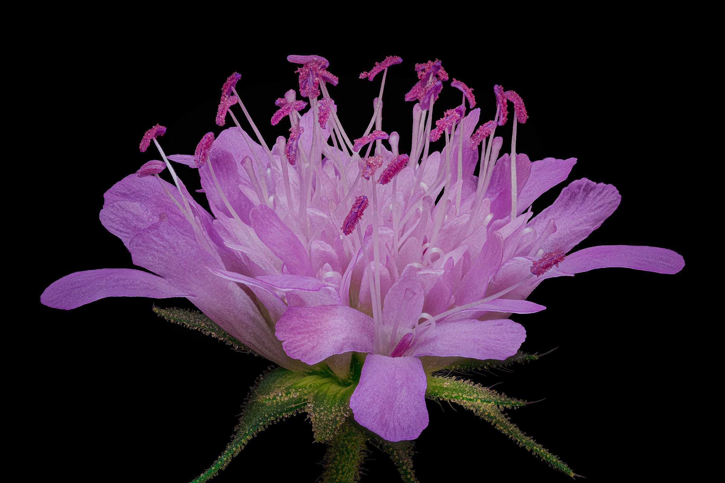 Knautia arvensis