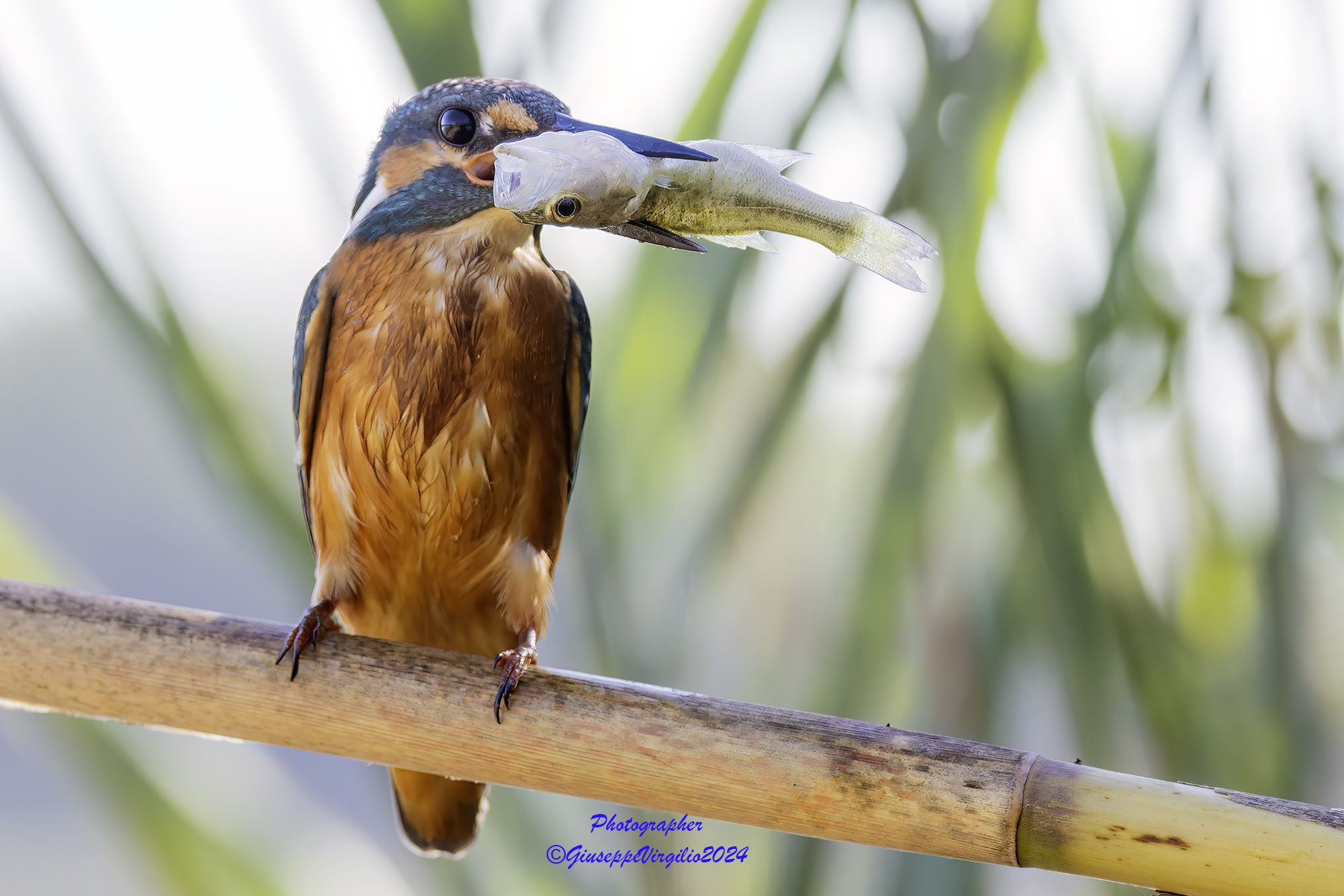 Kingfisher (Sardinia) 2024