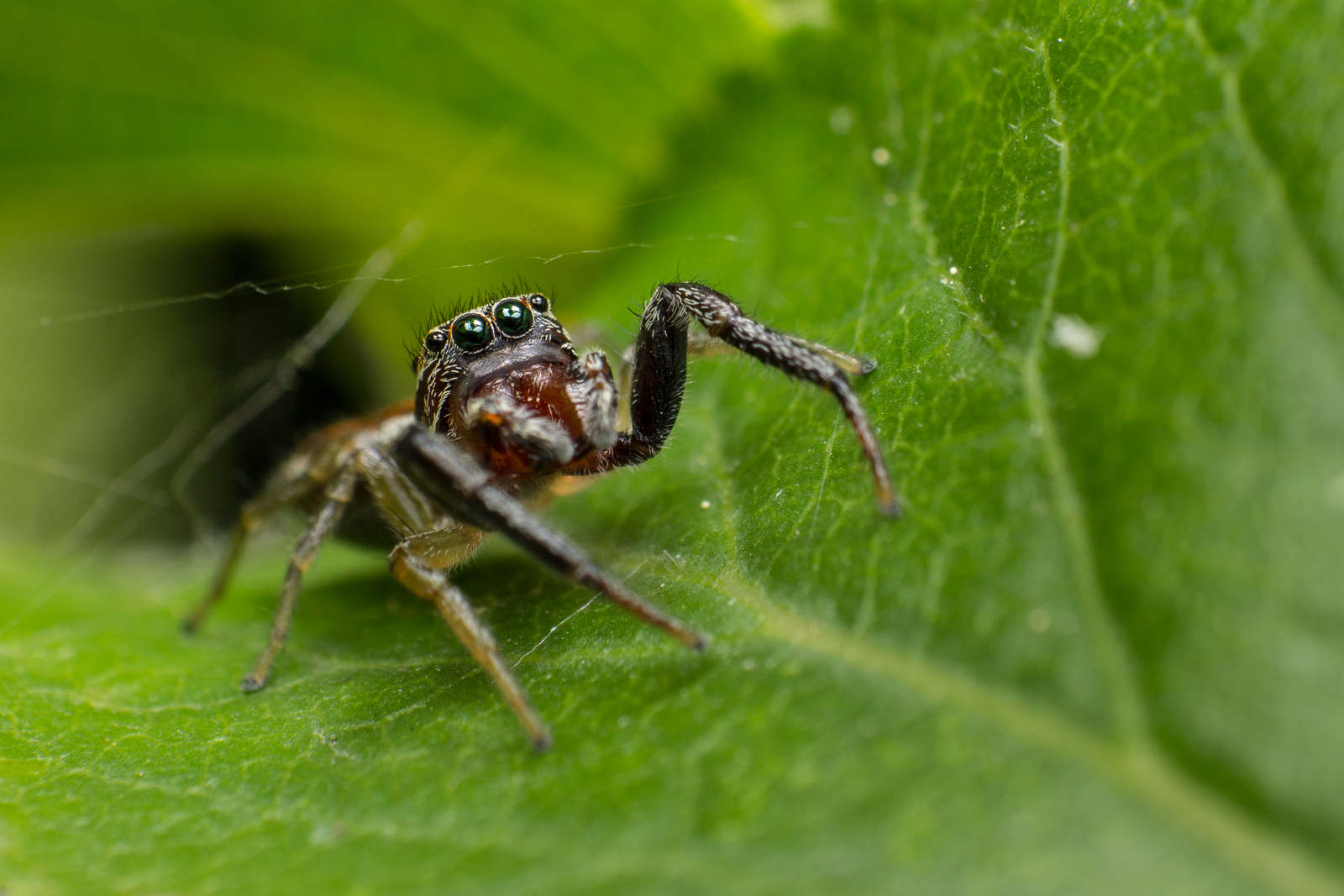 Salticidae