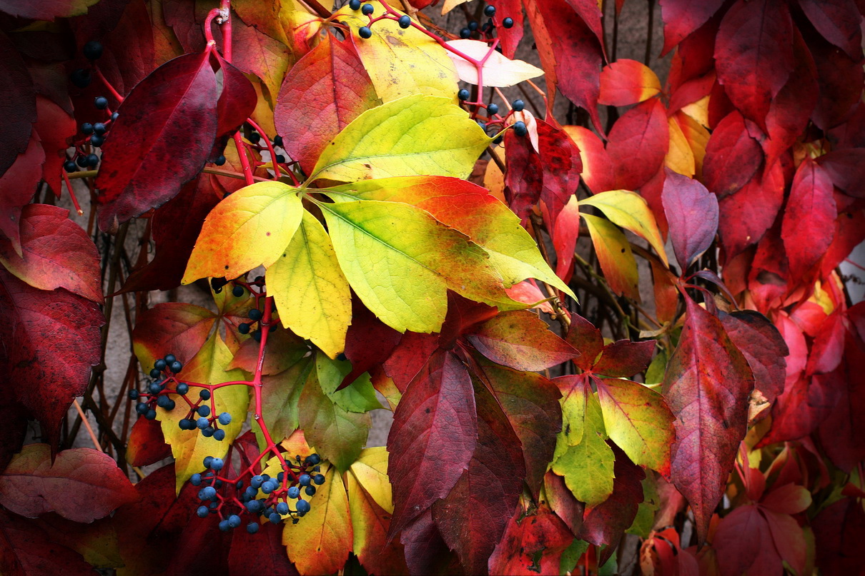 autumn still life
