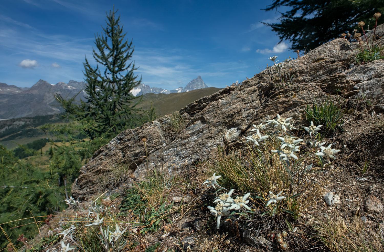 Stelle alpine valle d'aosta