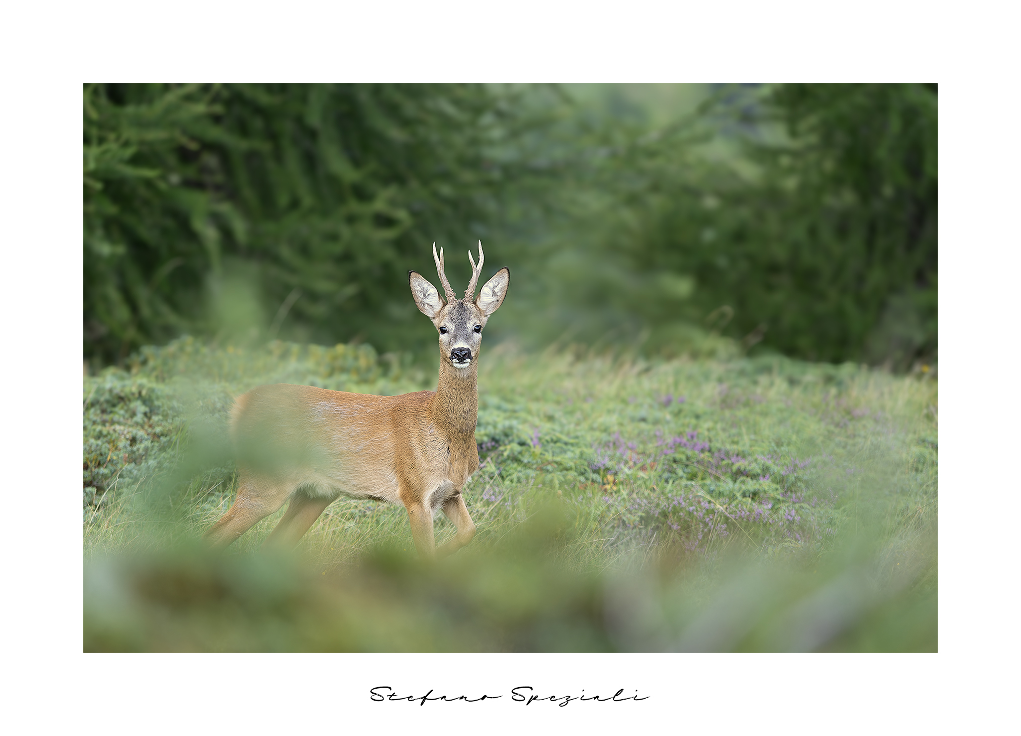 Roe deer - Capreolus capreolus