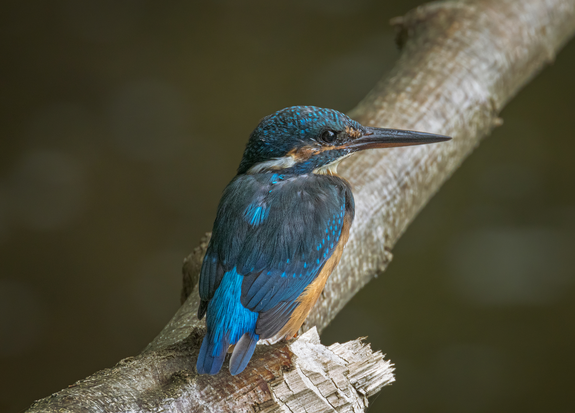 Female Kingfisher