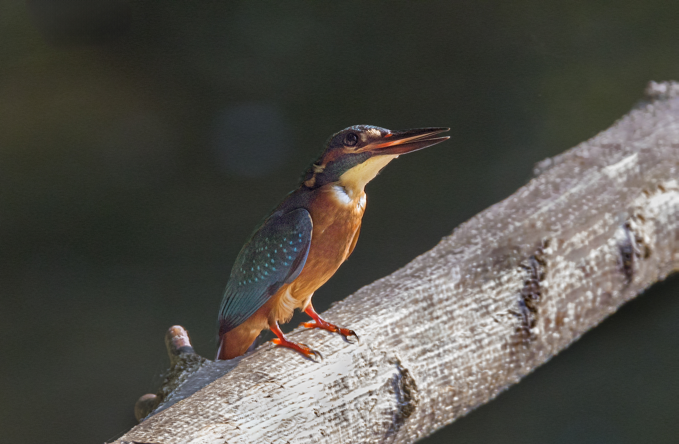 Female kingfisher looking for male