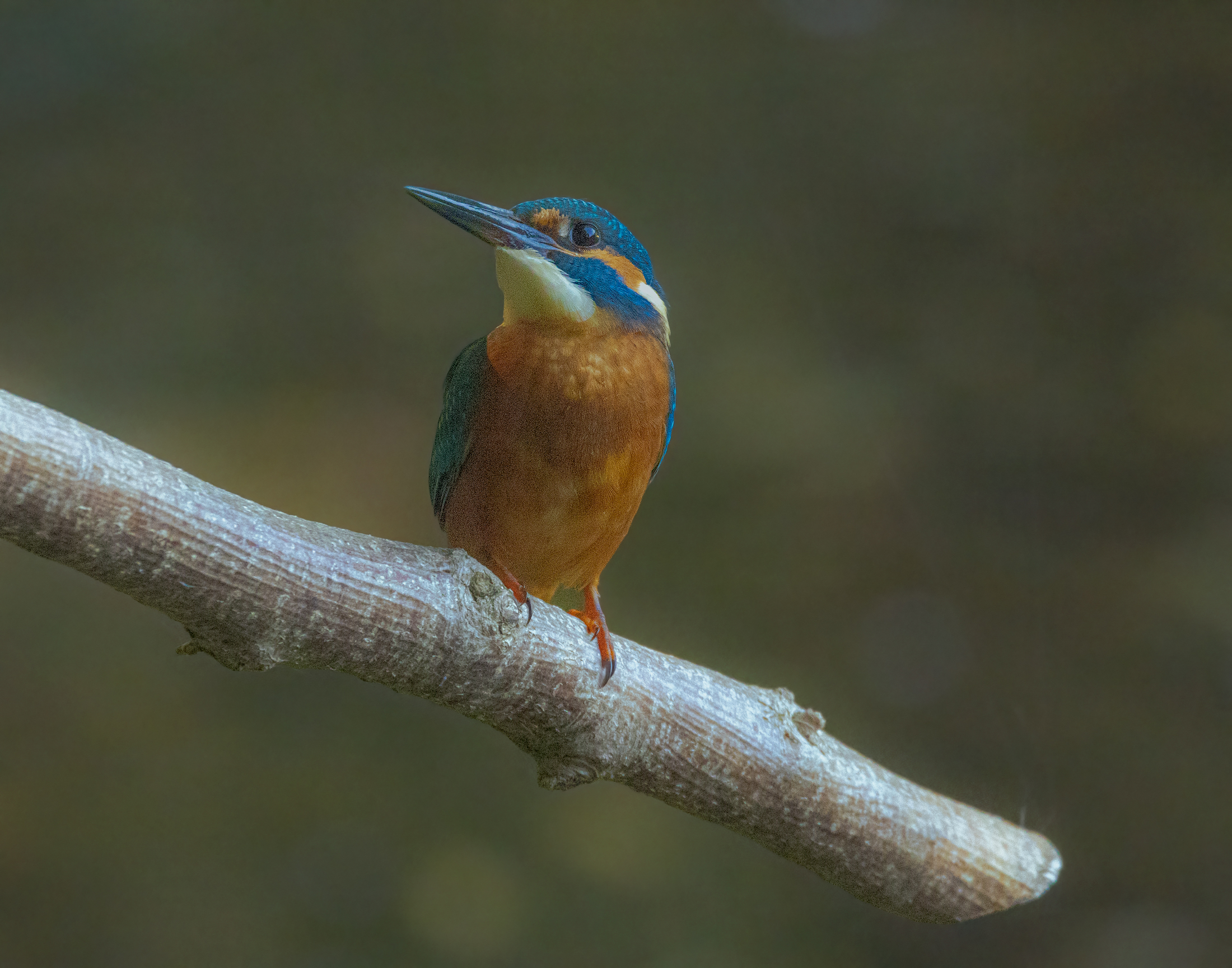 Male kingfisher