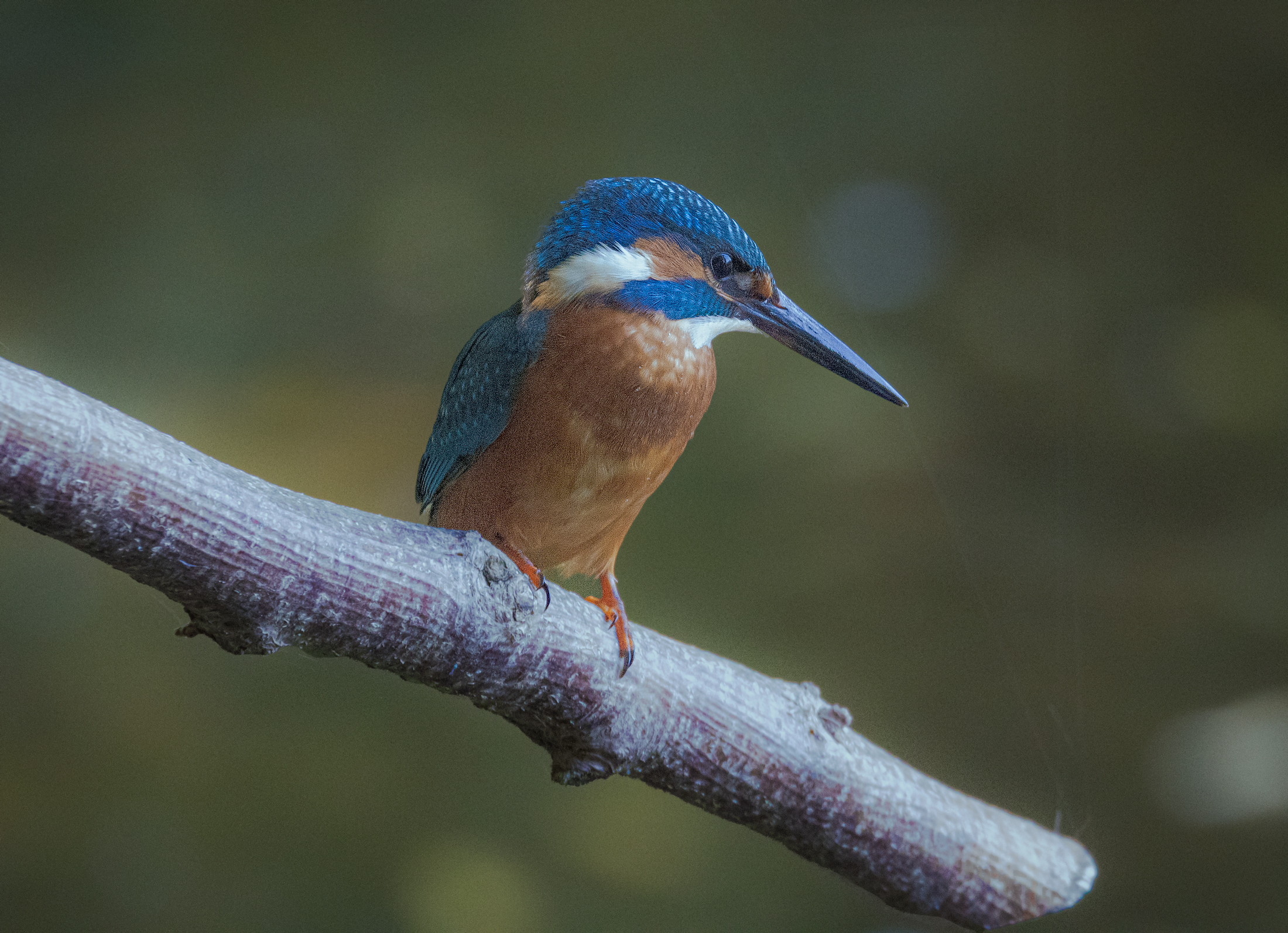 Male kingfisher