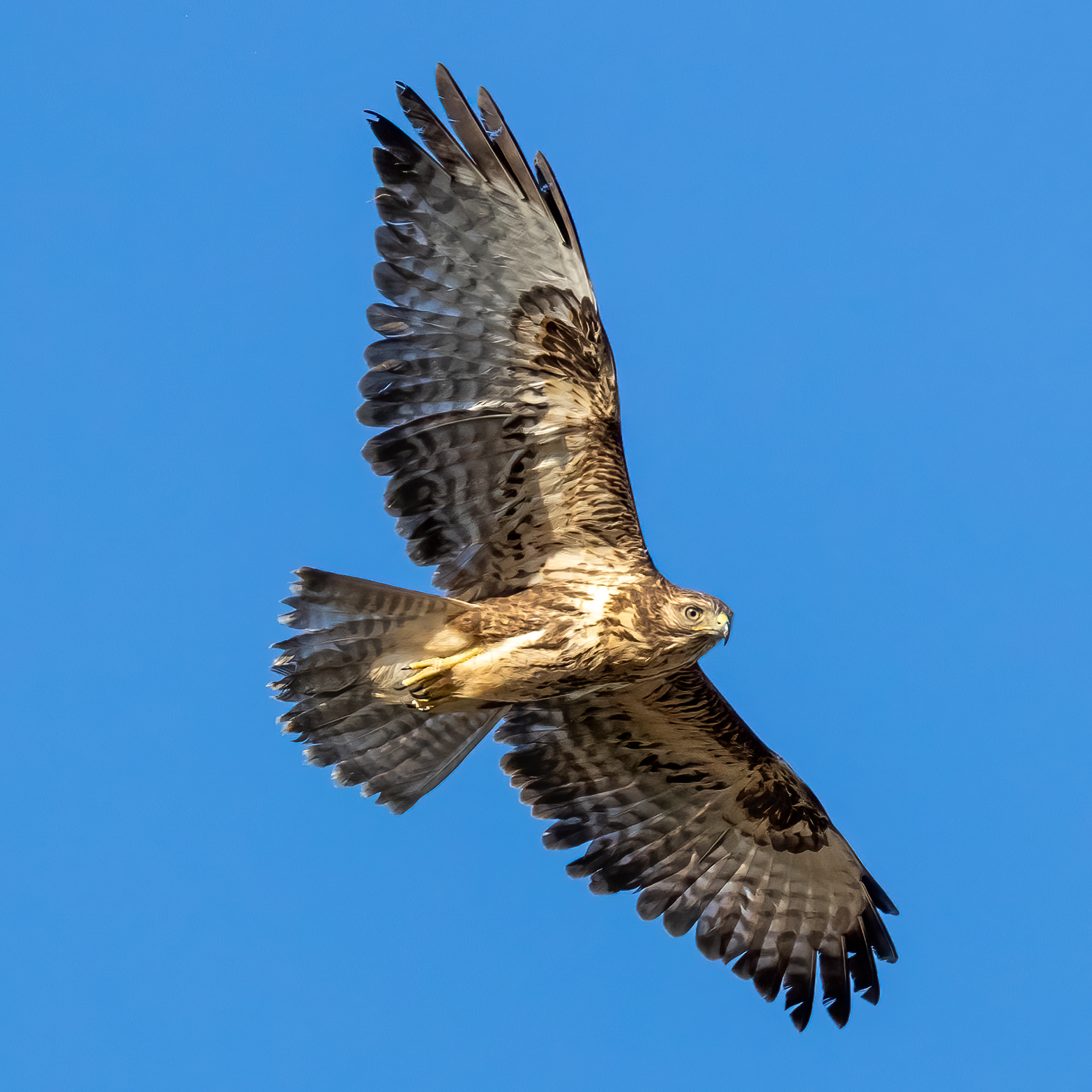 poiana in volo - buzzard in flight