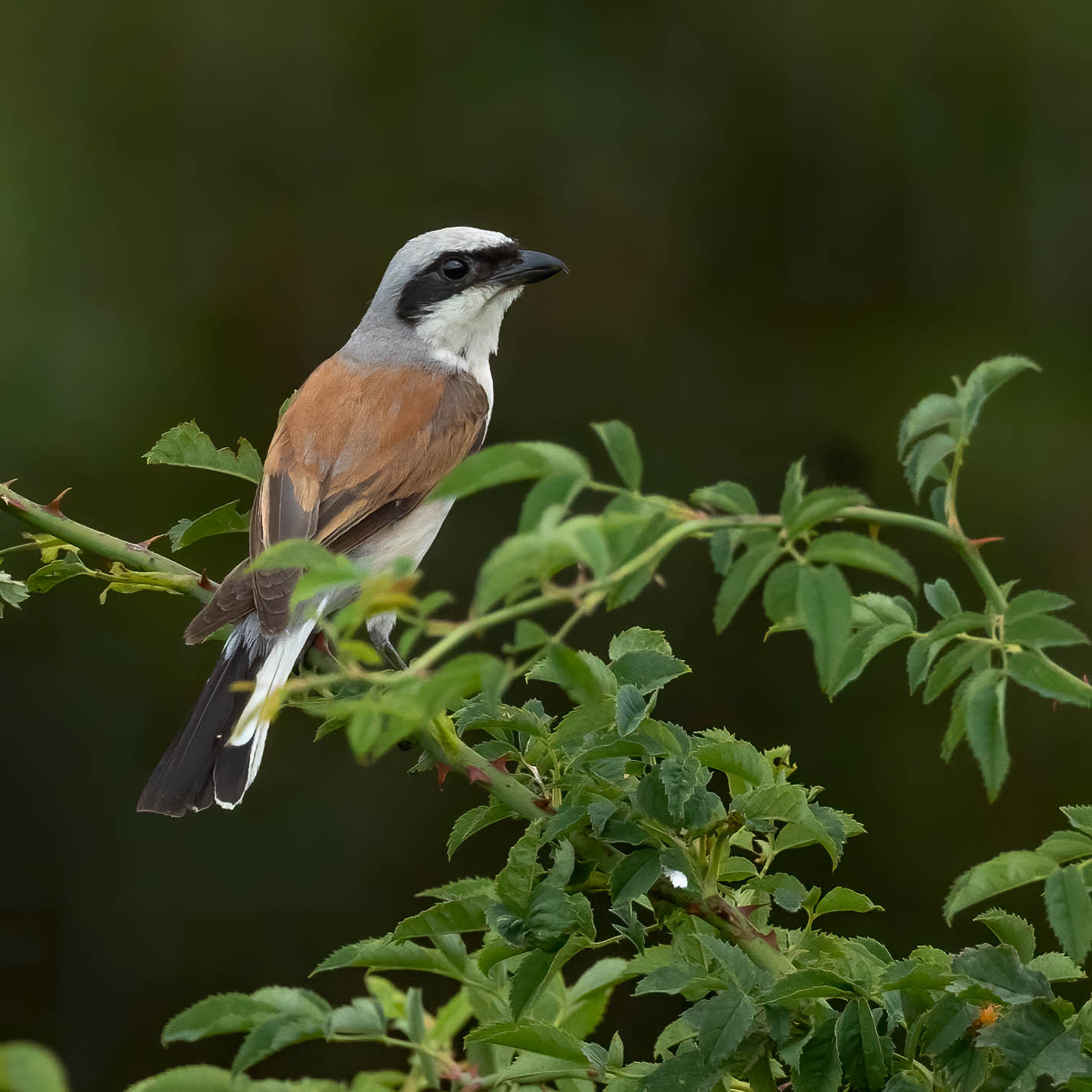 averla piccola - red backed shrike