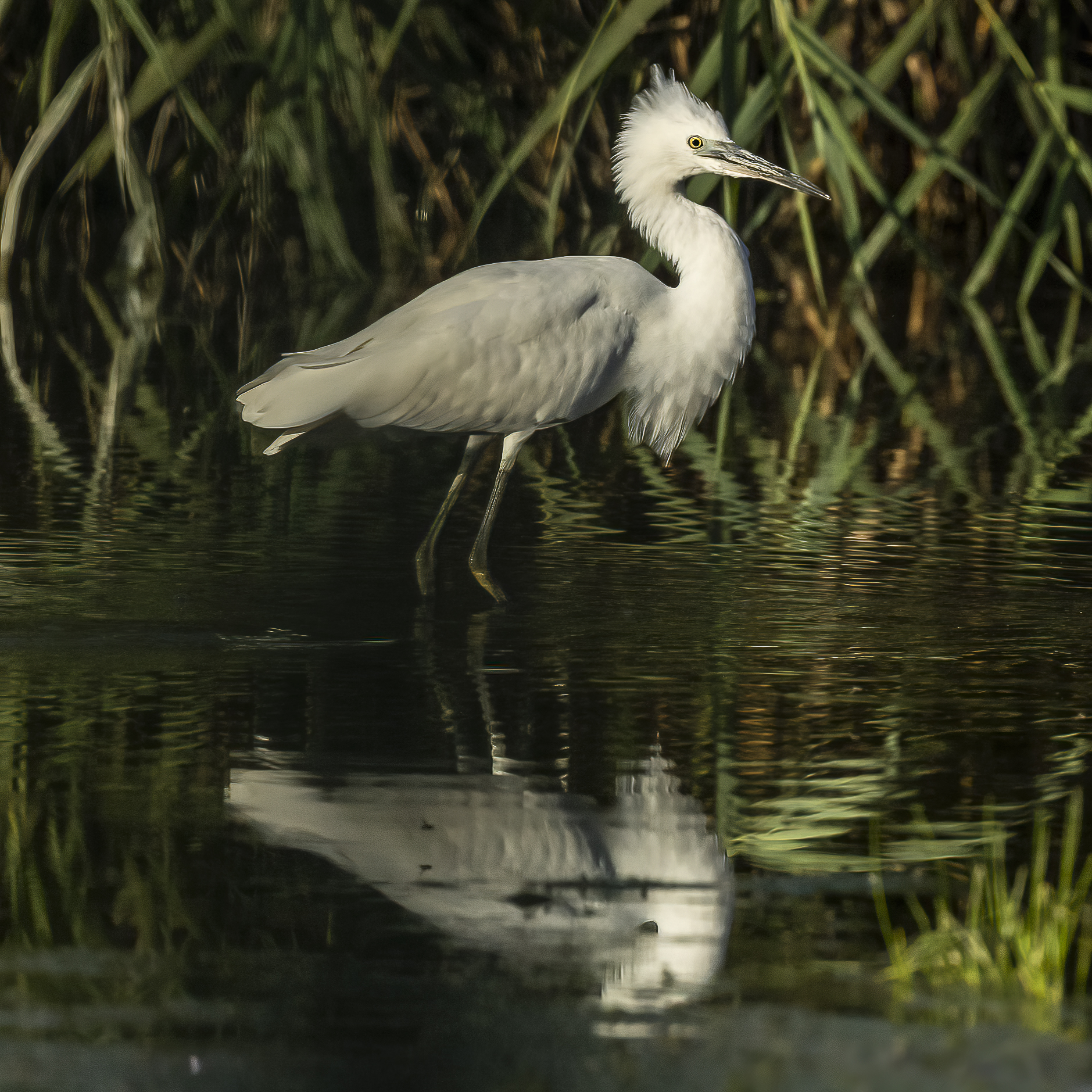 Garzetta - Egret