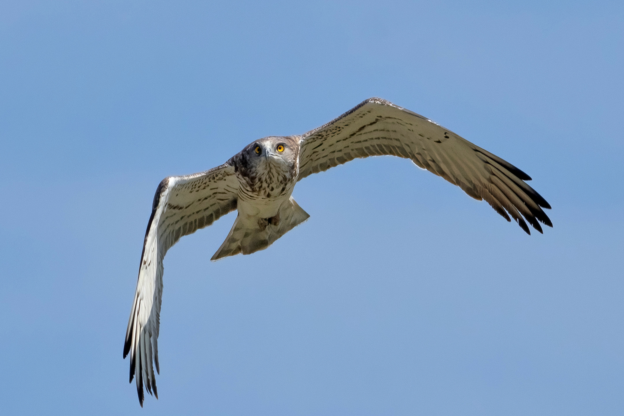 Biancone o Aquila dei serpenti (Circaetus gallicus)