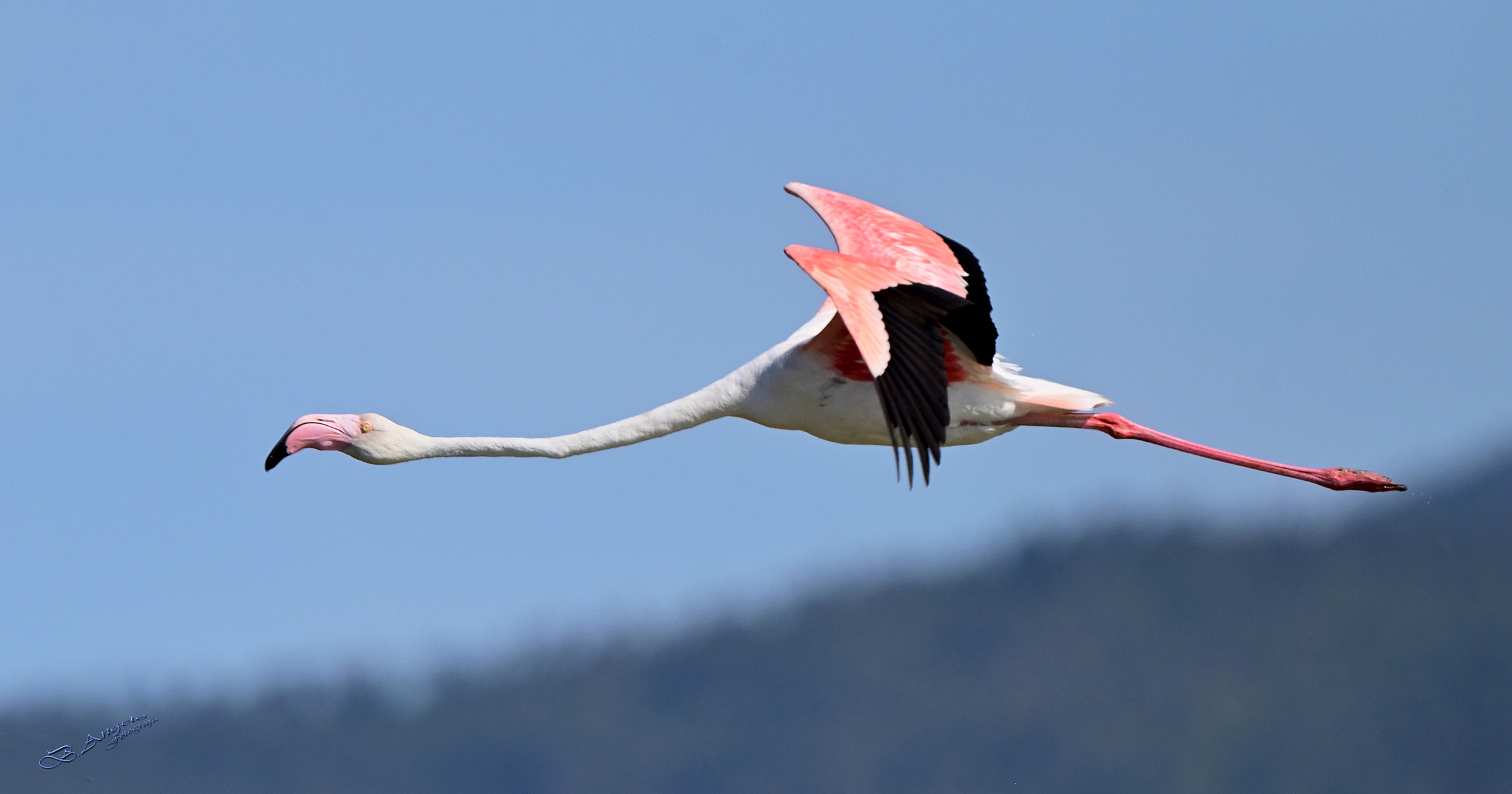 Fenicottero rosa,  (Maremma toscana)