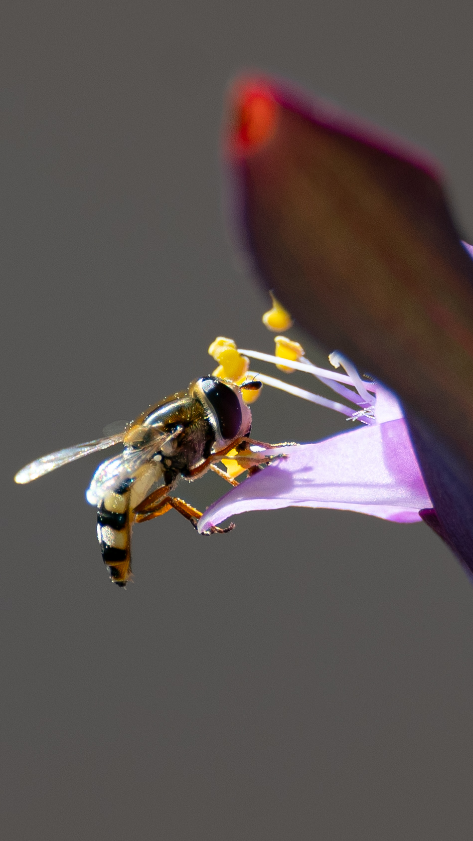 Alla ricerca del polline