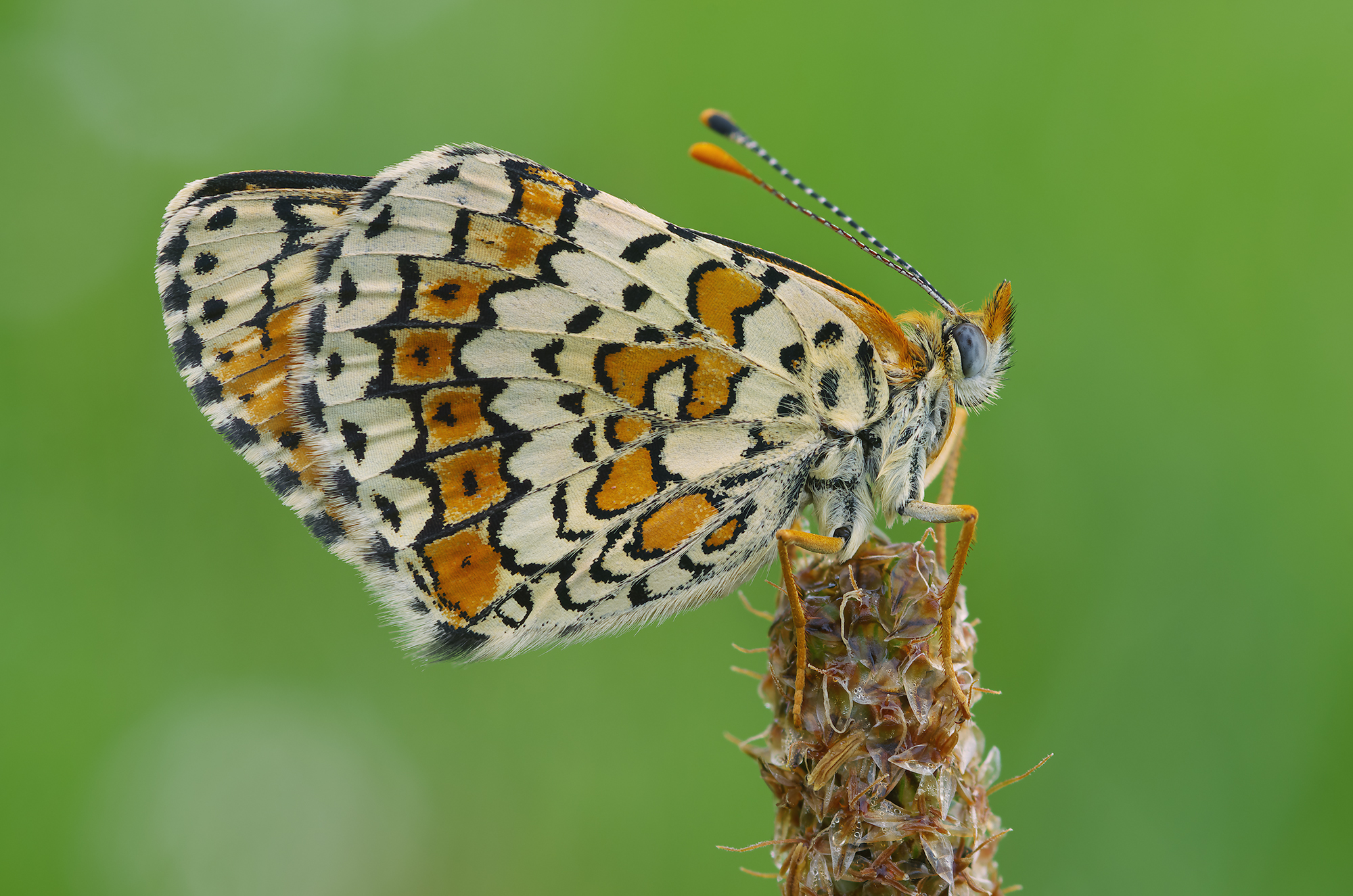 Melitaea cinxia