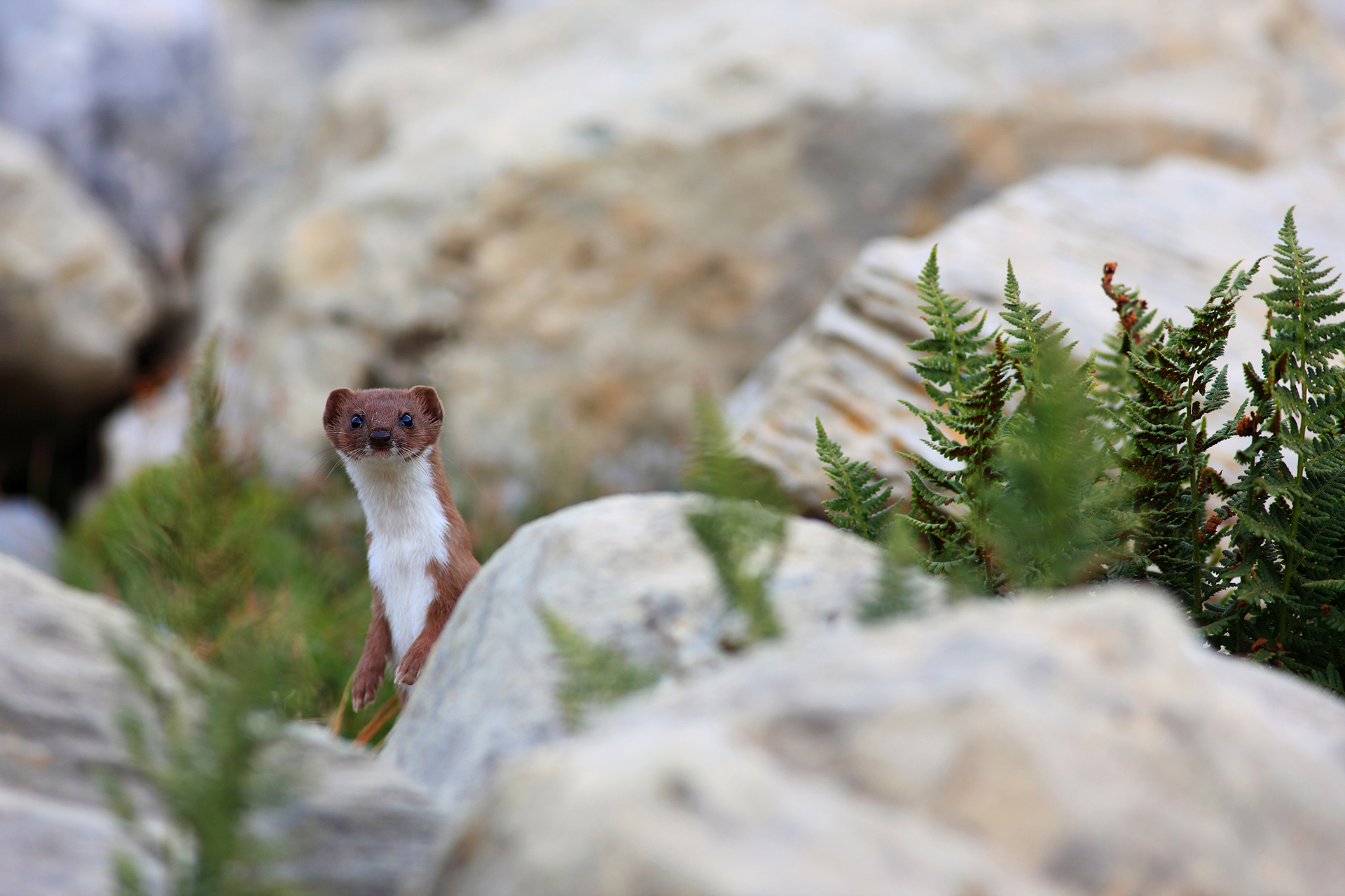 Weasel