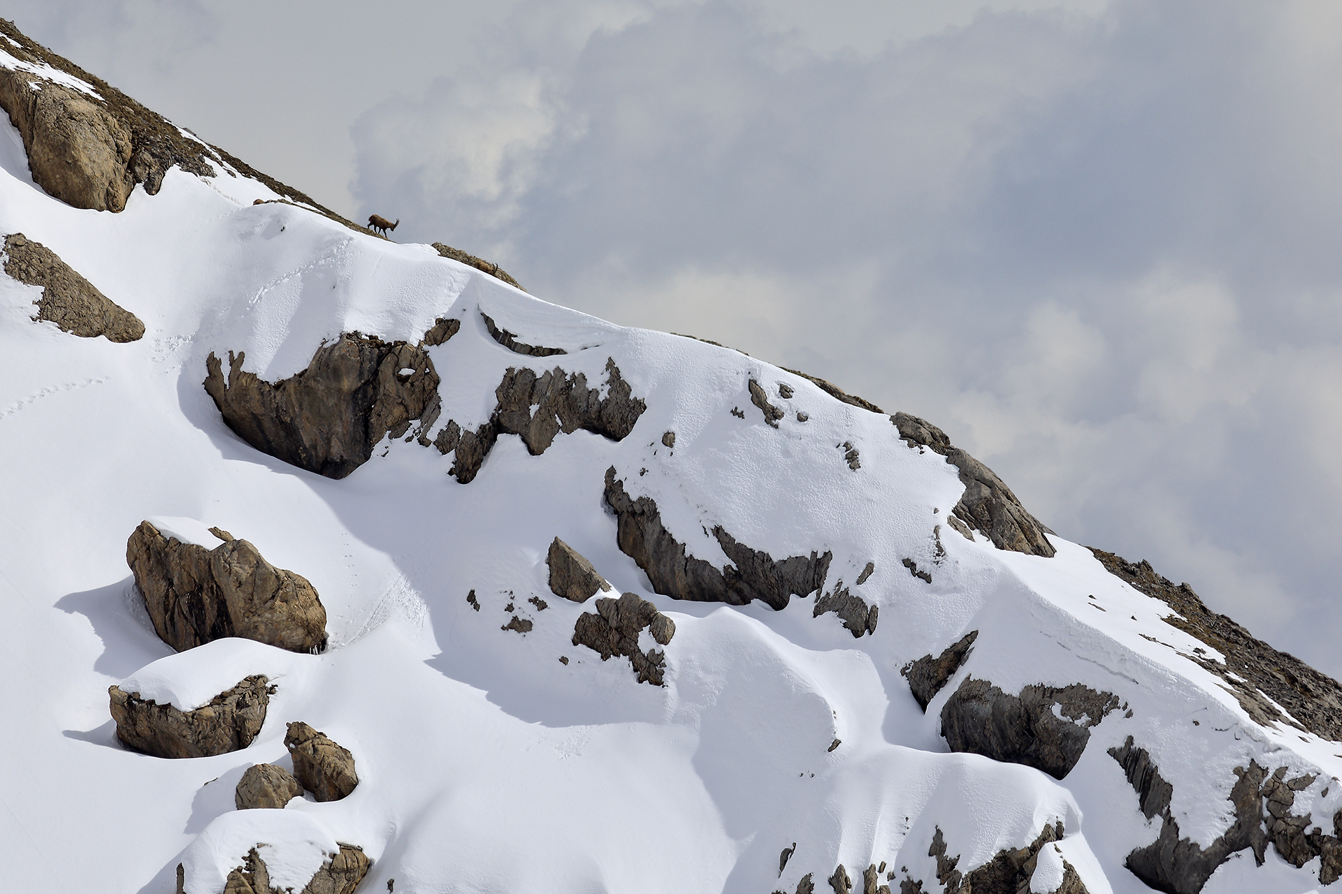 Ibex on the ridge