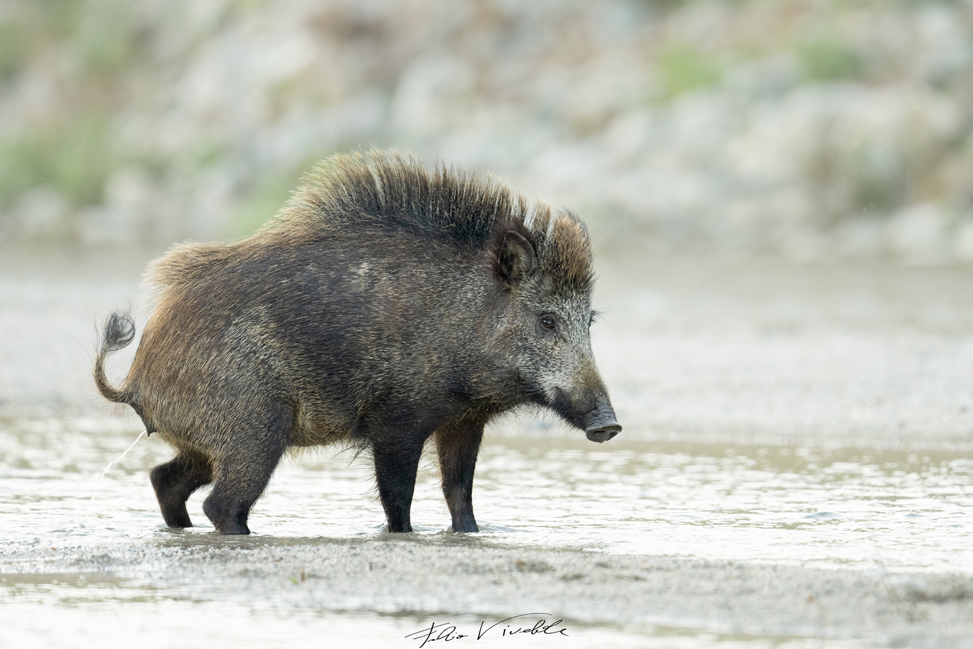 Cinghiale cittadino