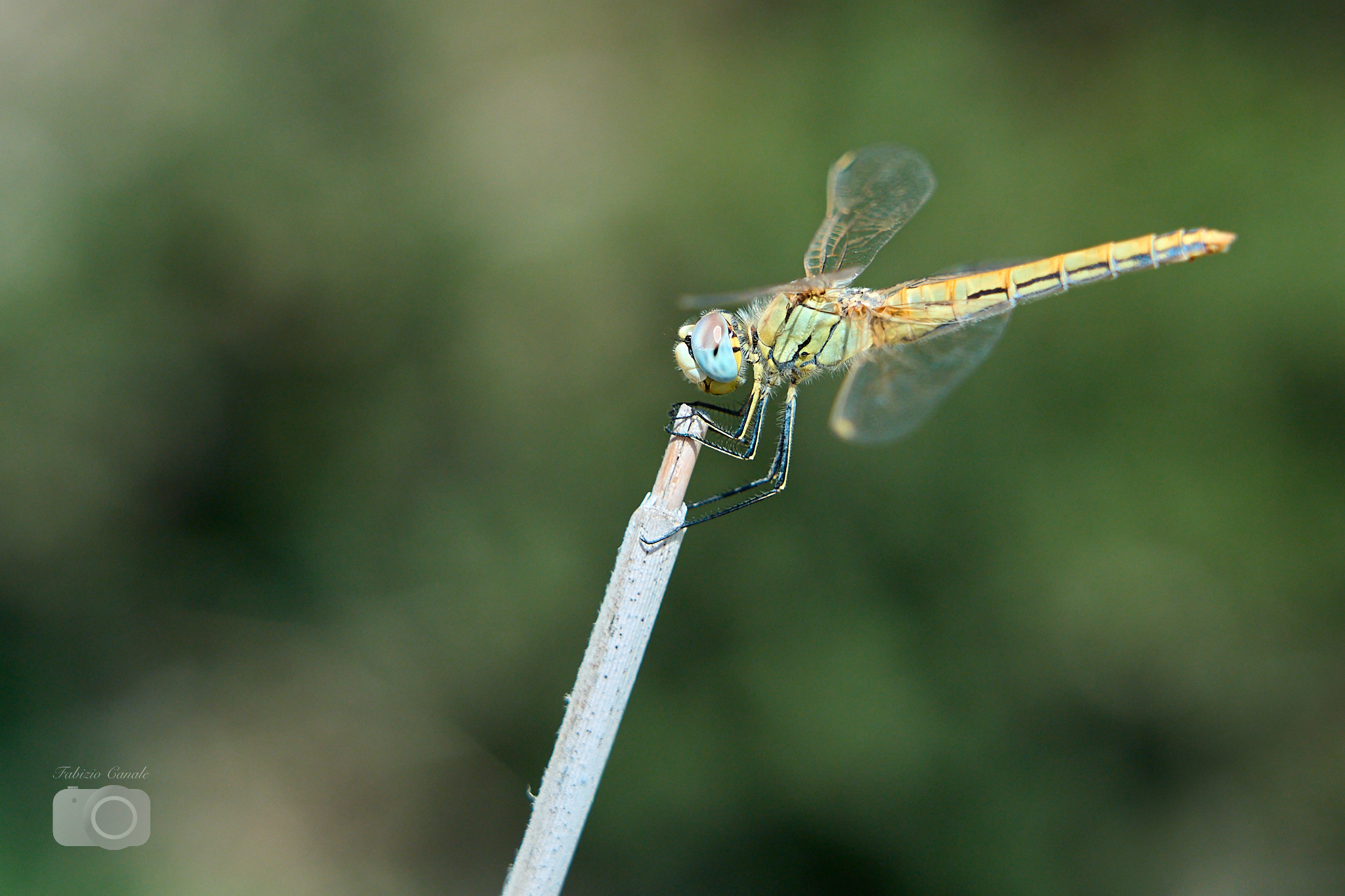 Libellula