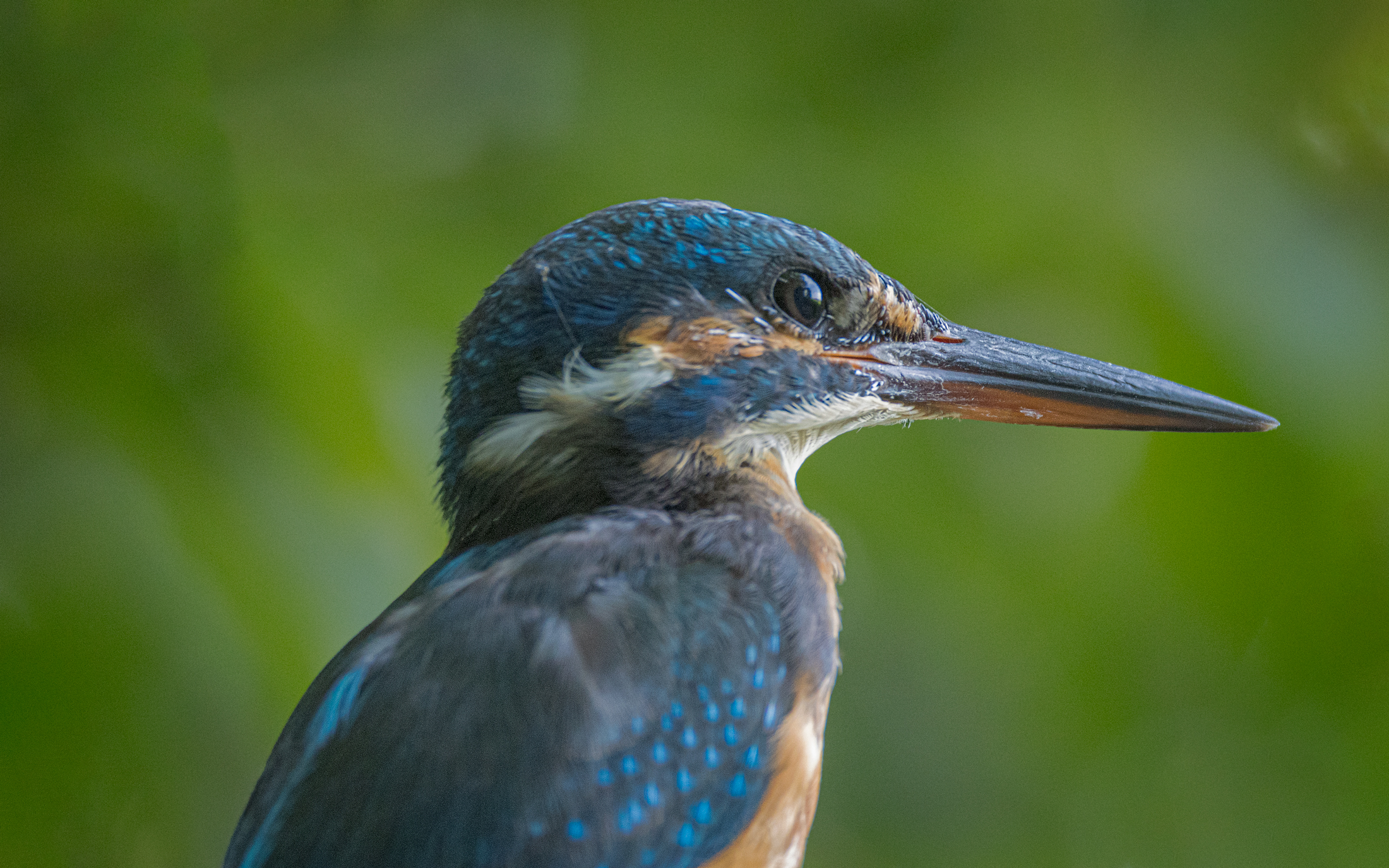 Female kingfisher getting closer and closer 1