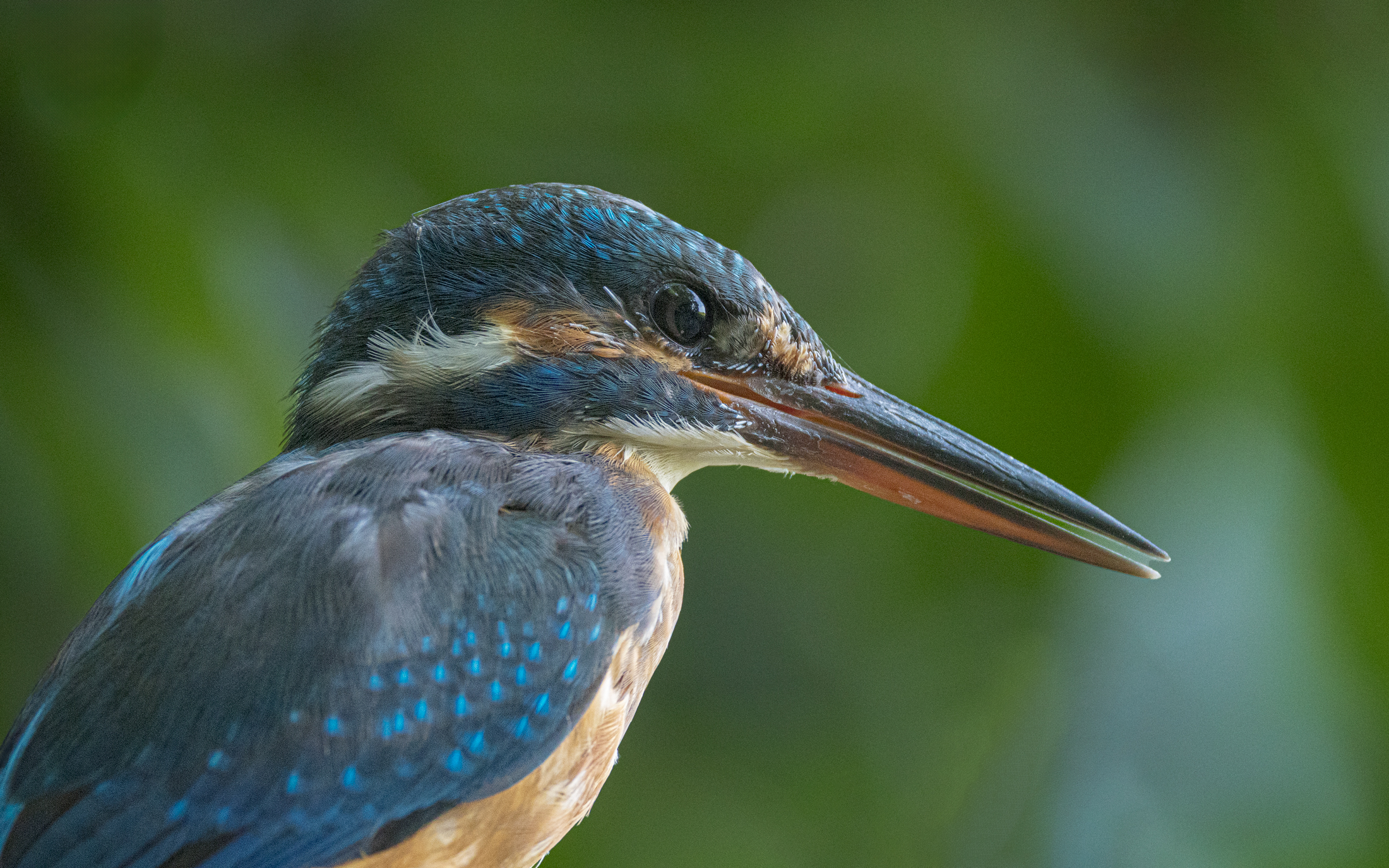 Female kingfisher getting closer and closer 2