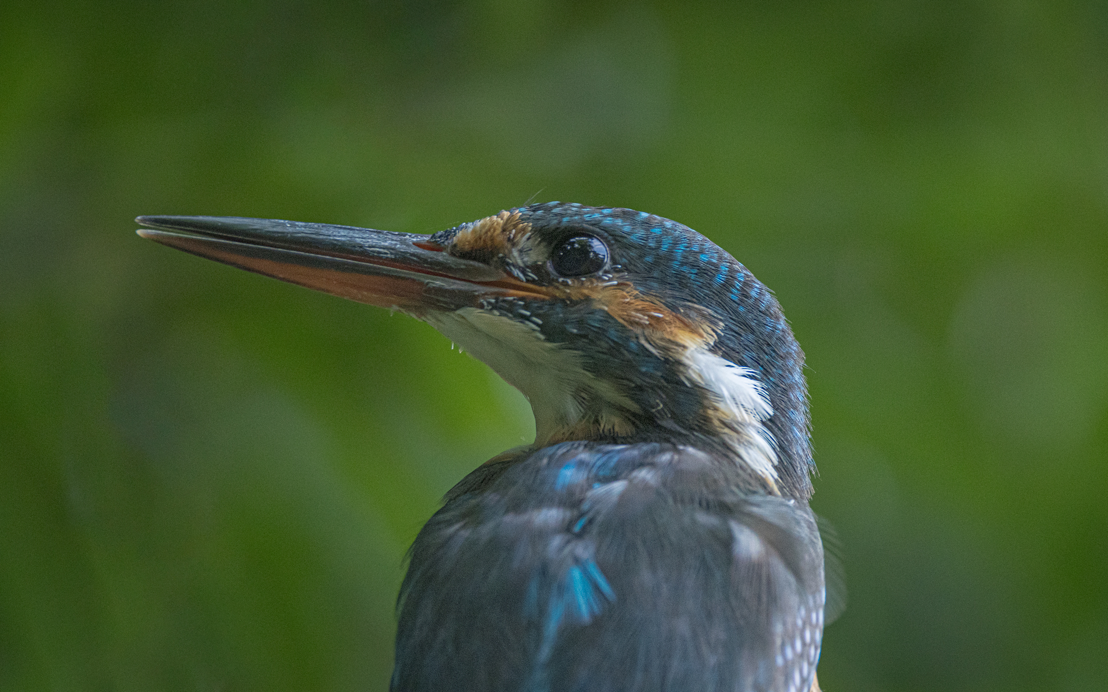 Female kingfisher getting closer and closer 3