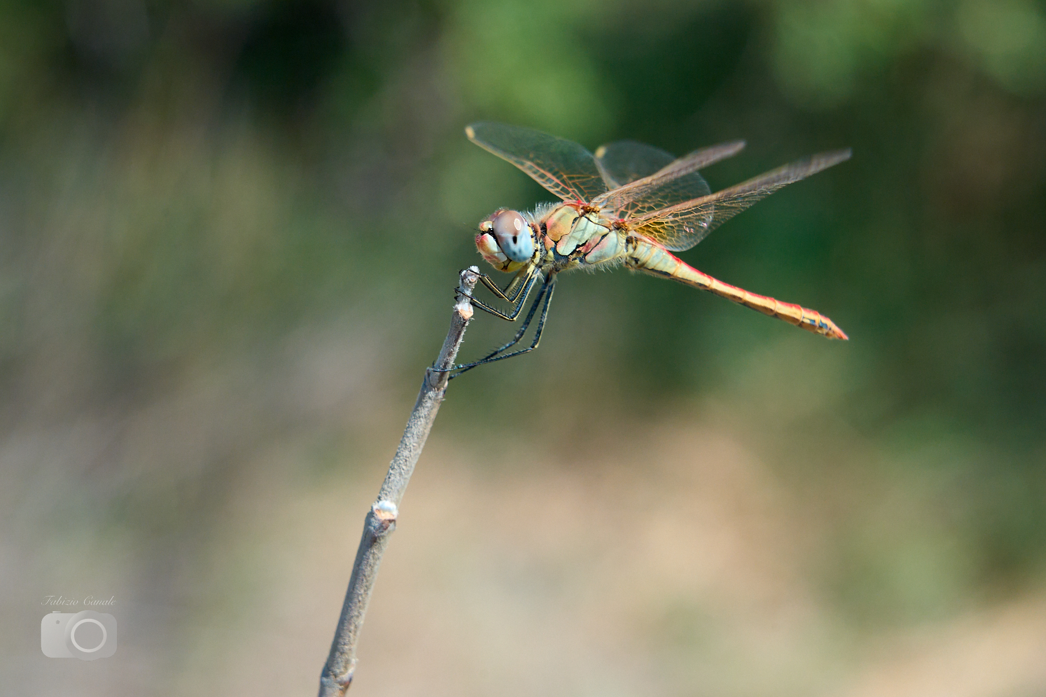 Libellula