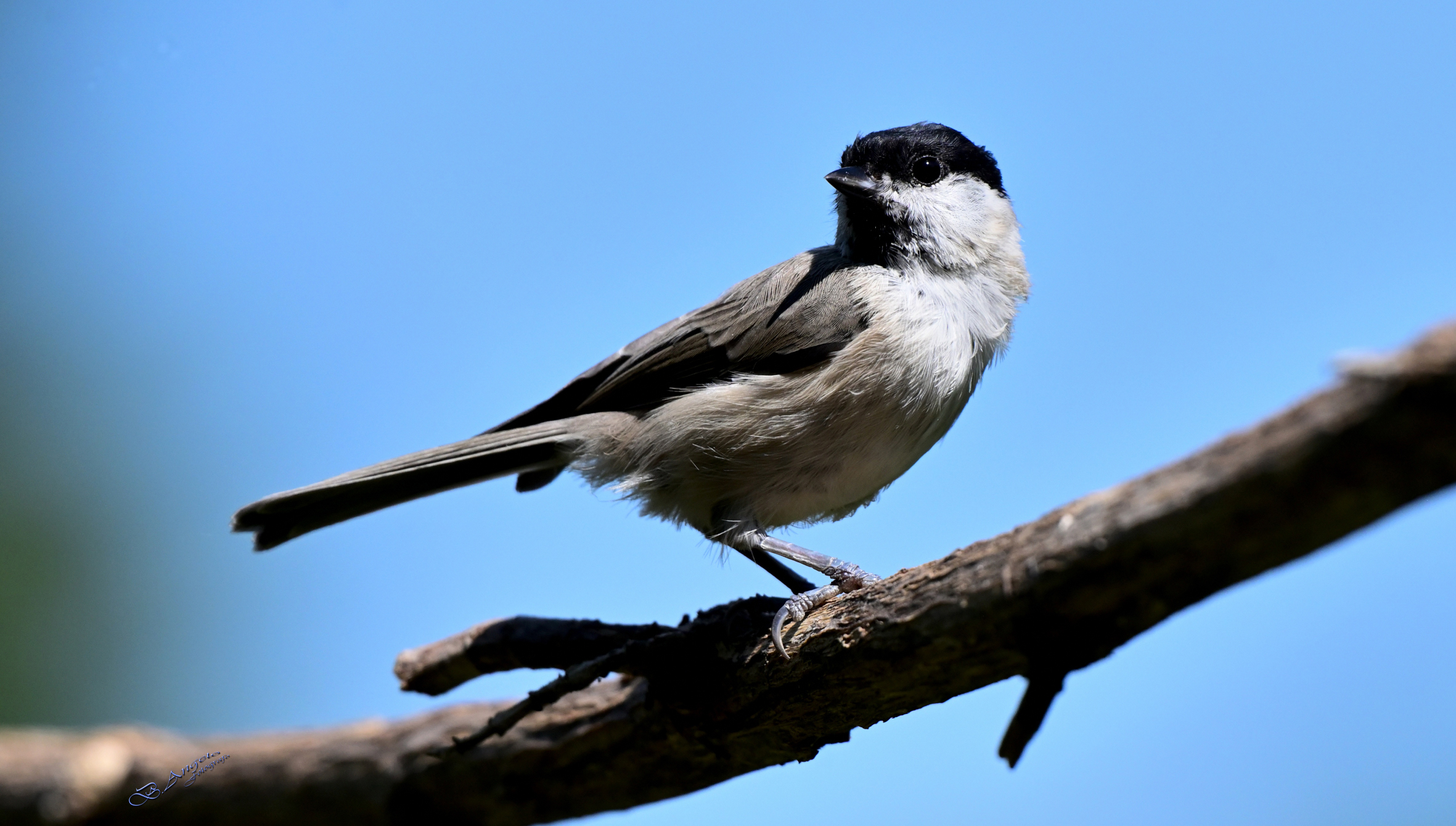" Cincia bigia "  ( M. Amiata )